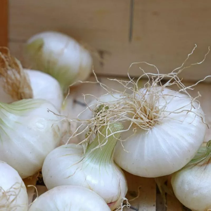 onion-sets-dutch-white-snowball-pack-75 Onion Sets Dutch - White Snowball (Pack of 75)