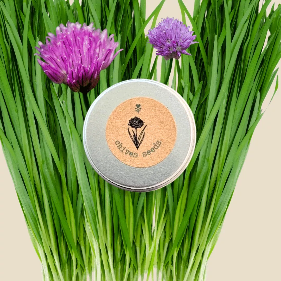 organic-chives-seeds Organic Chives Seeds