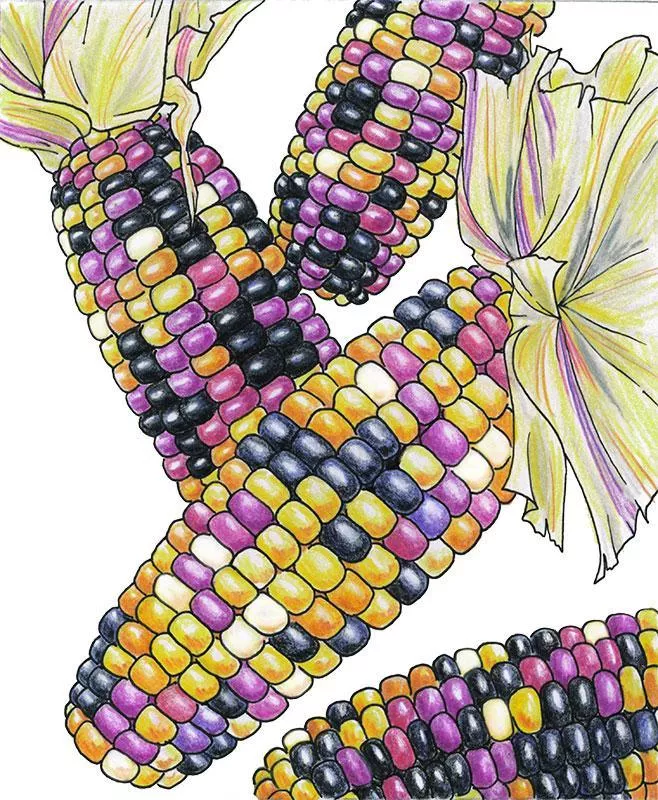 organic-corn-cherokee-long-ear-popcorn-1-4-lb Organic Corn, Cherokee Long Ear Popcorn (1/4 lb)