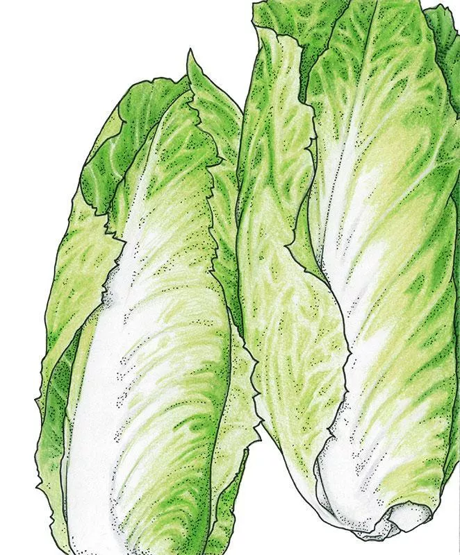Organic Greens Chicory, Sugrloaf (1 oz)