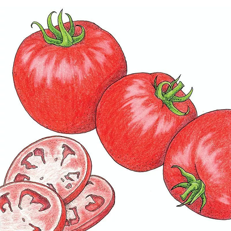 Organic Tomato, Homestead 1 oz