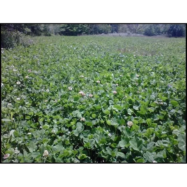 osceola-ladino-clover-seed-discontinued Osceola Ladino Clover Seed (Discontinued)