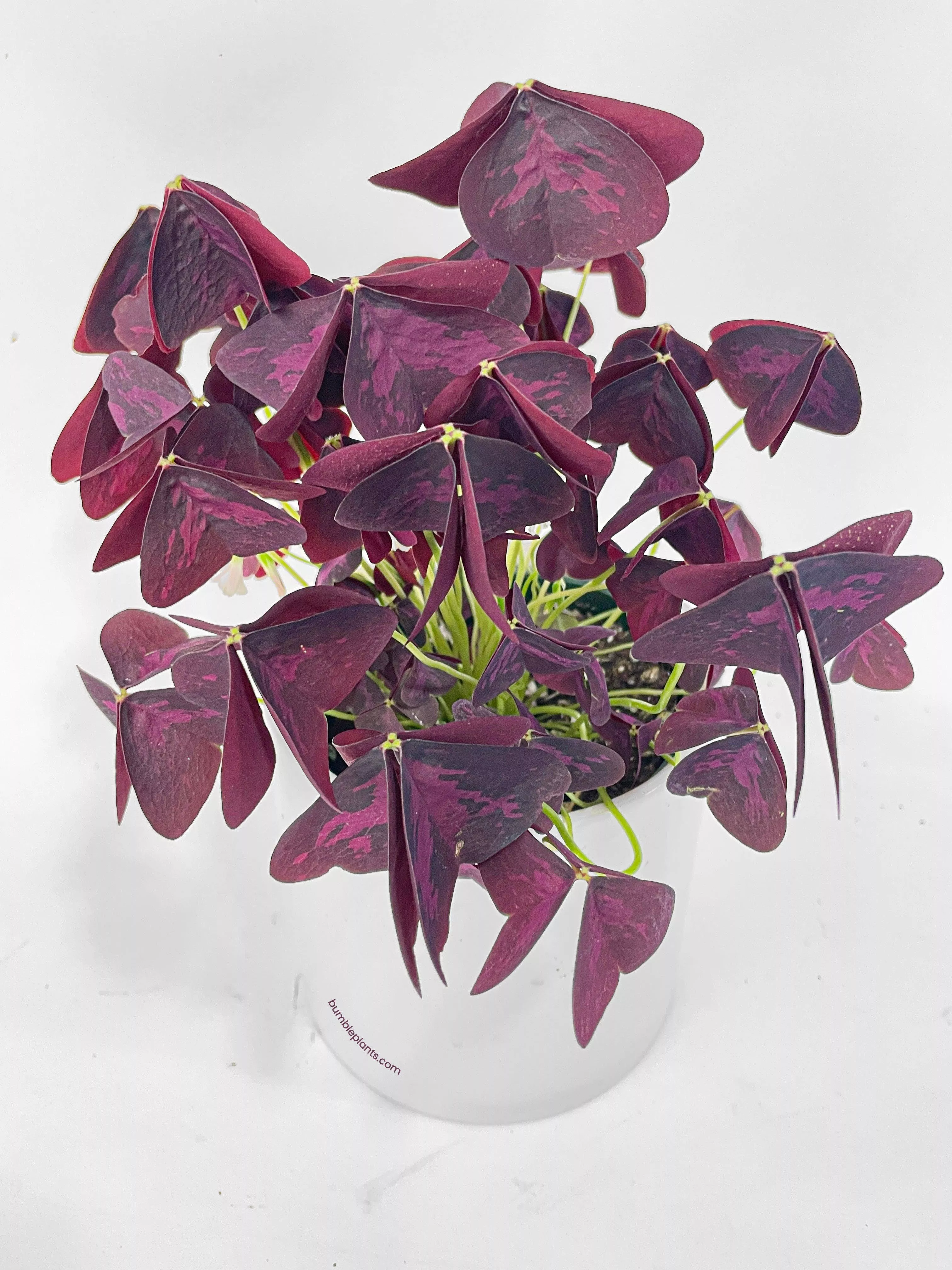 oxalis-triangularis-purple-false-shamrock Oxalis Triangularis Purple False Shamrock