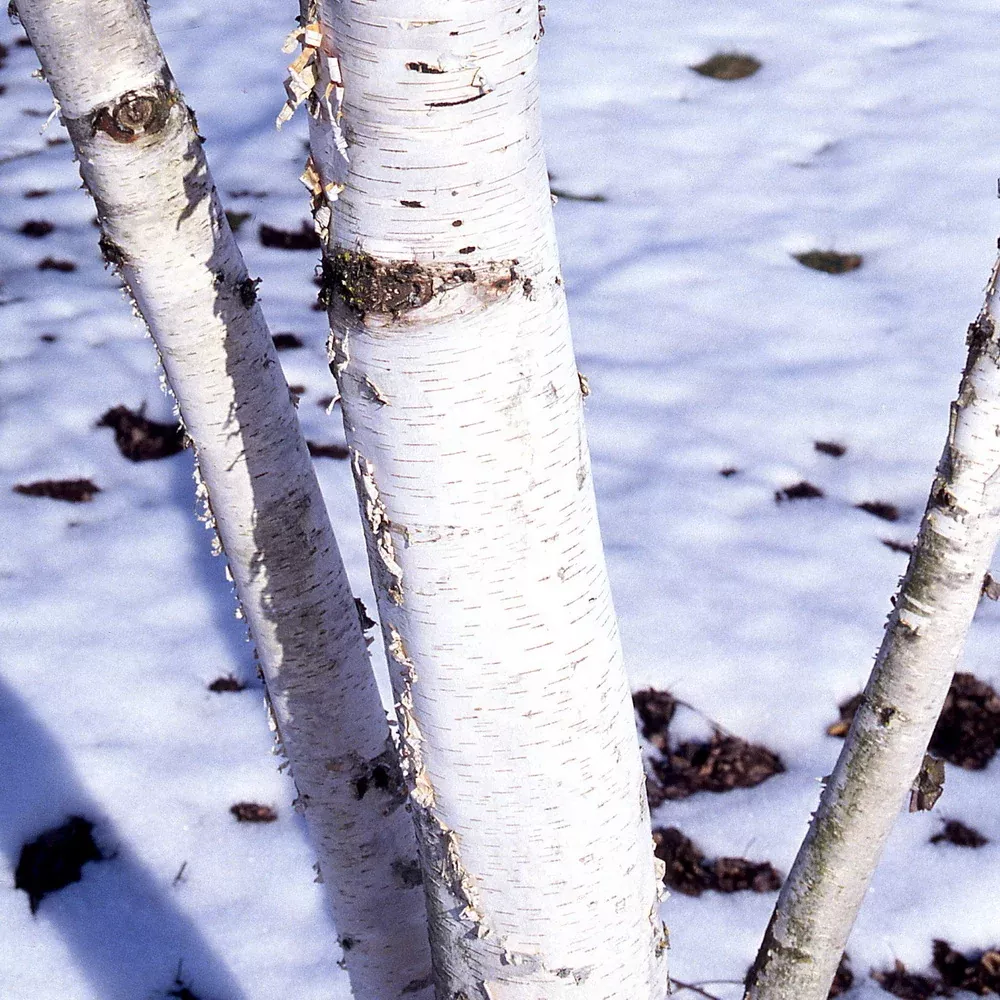 paper-birch Paper Birch