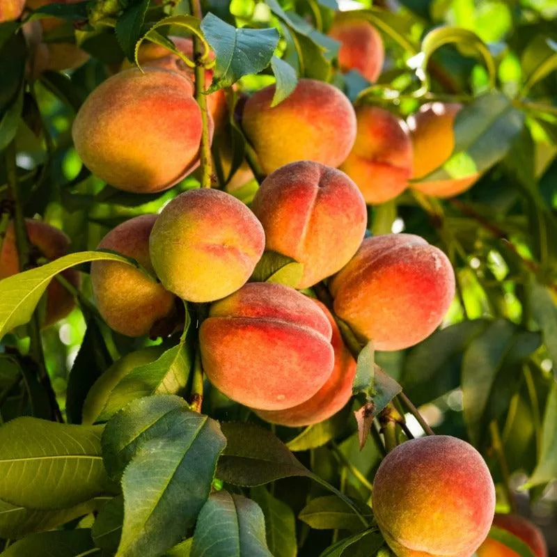 Peach Octoberfest Tree