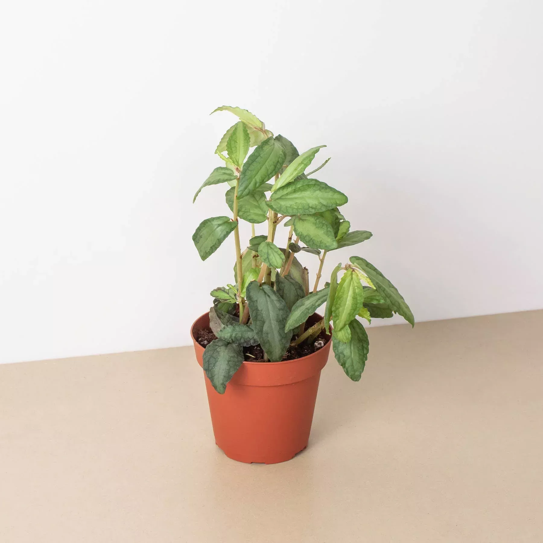 pellionia-daveanna-4-pot Pellionia Daveanna - 4" Pot