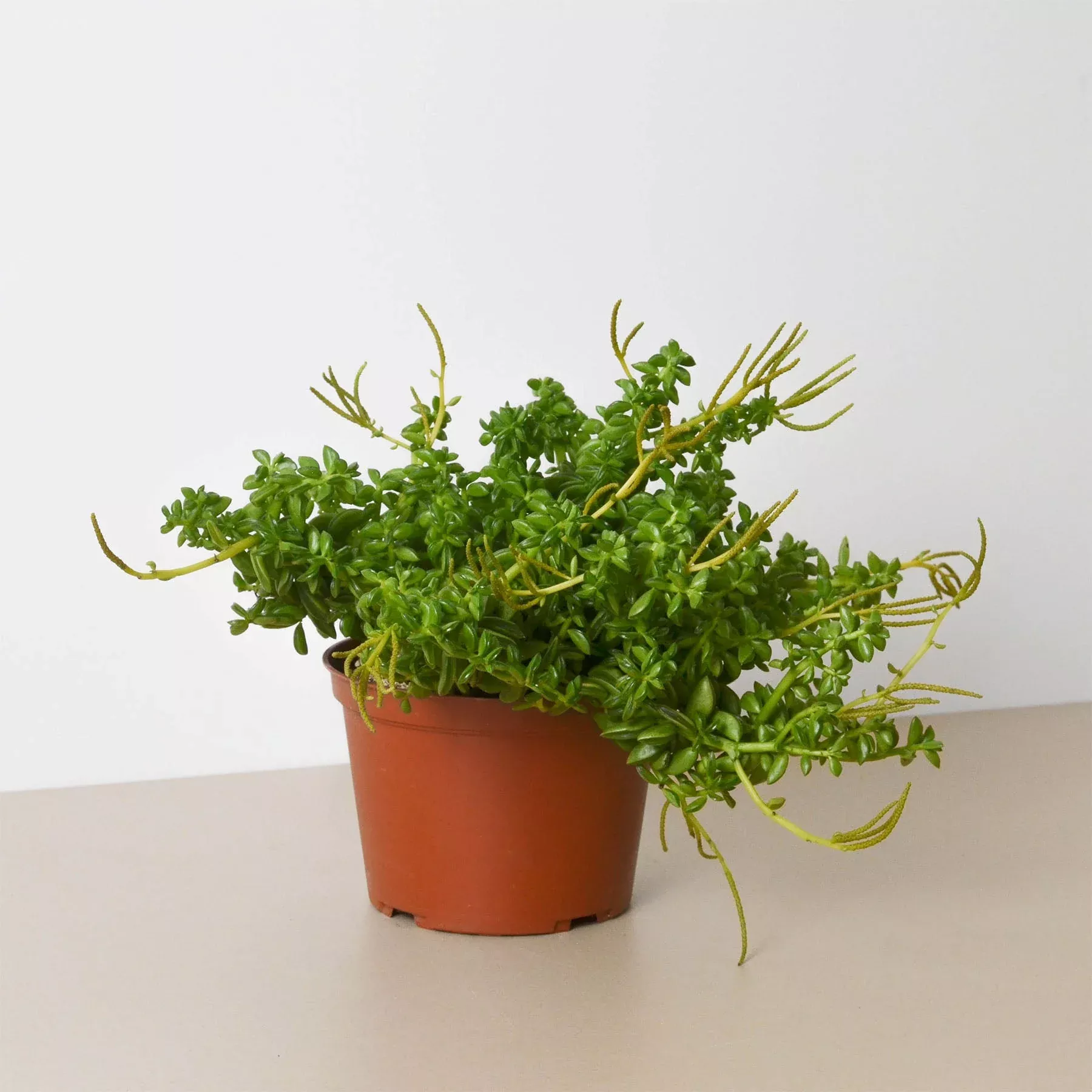 peperomia-axillaris Peperomia 'Axillaris'