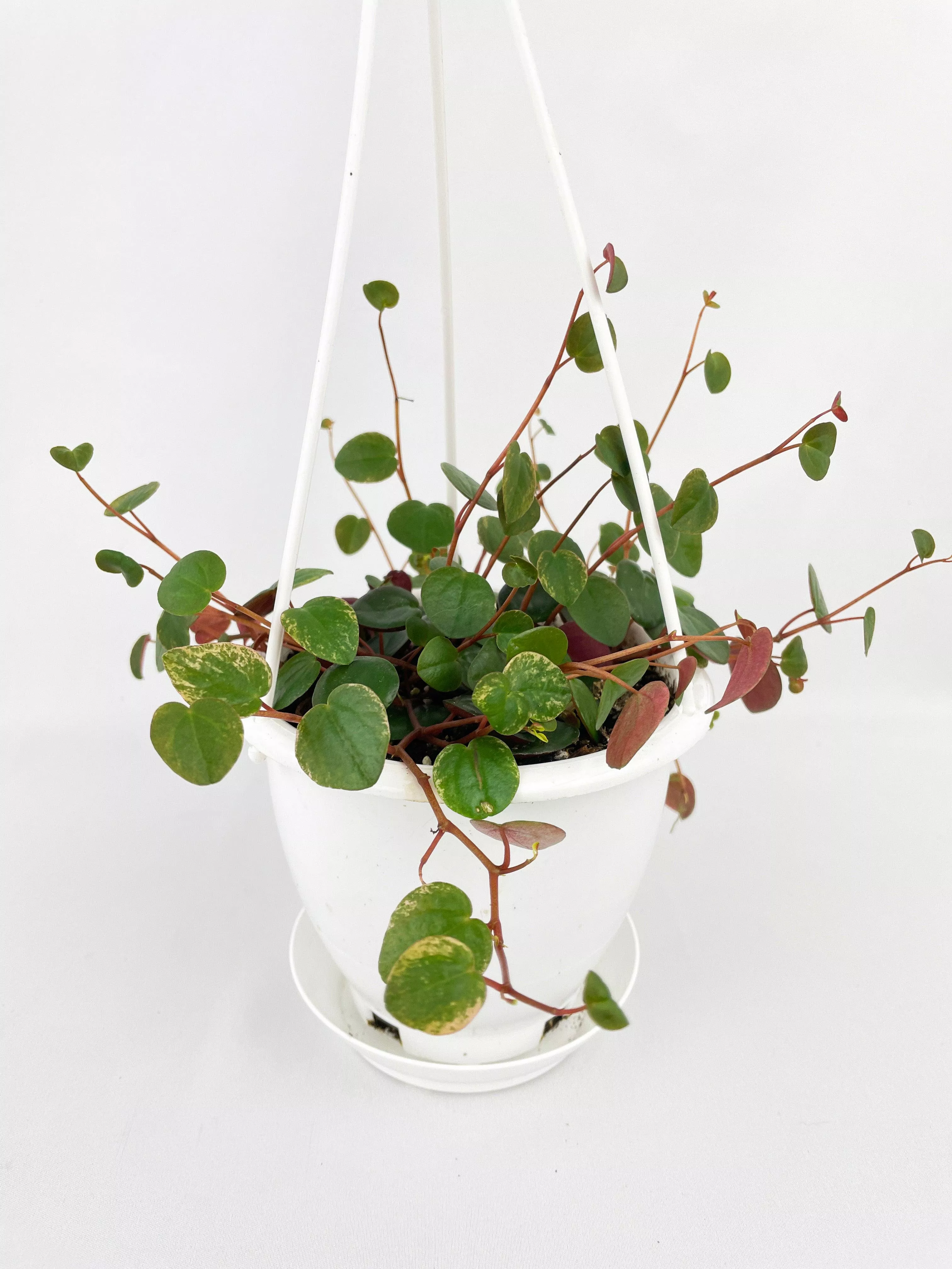 peperomia-ruby-cascade Peperomia Ruby Cascade