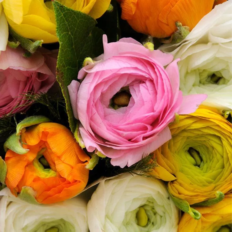 persian-buttercups-ranunculus-aviv-mixture-10-pk (Persian Buttercups) Ranunculus Aviv Mixture (10/pk)