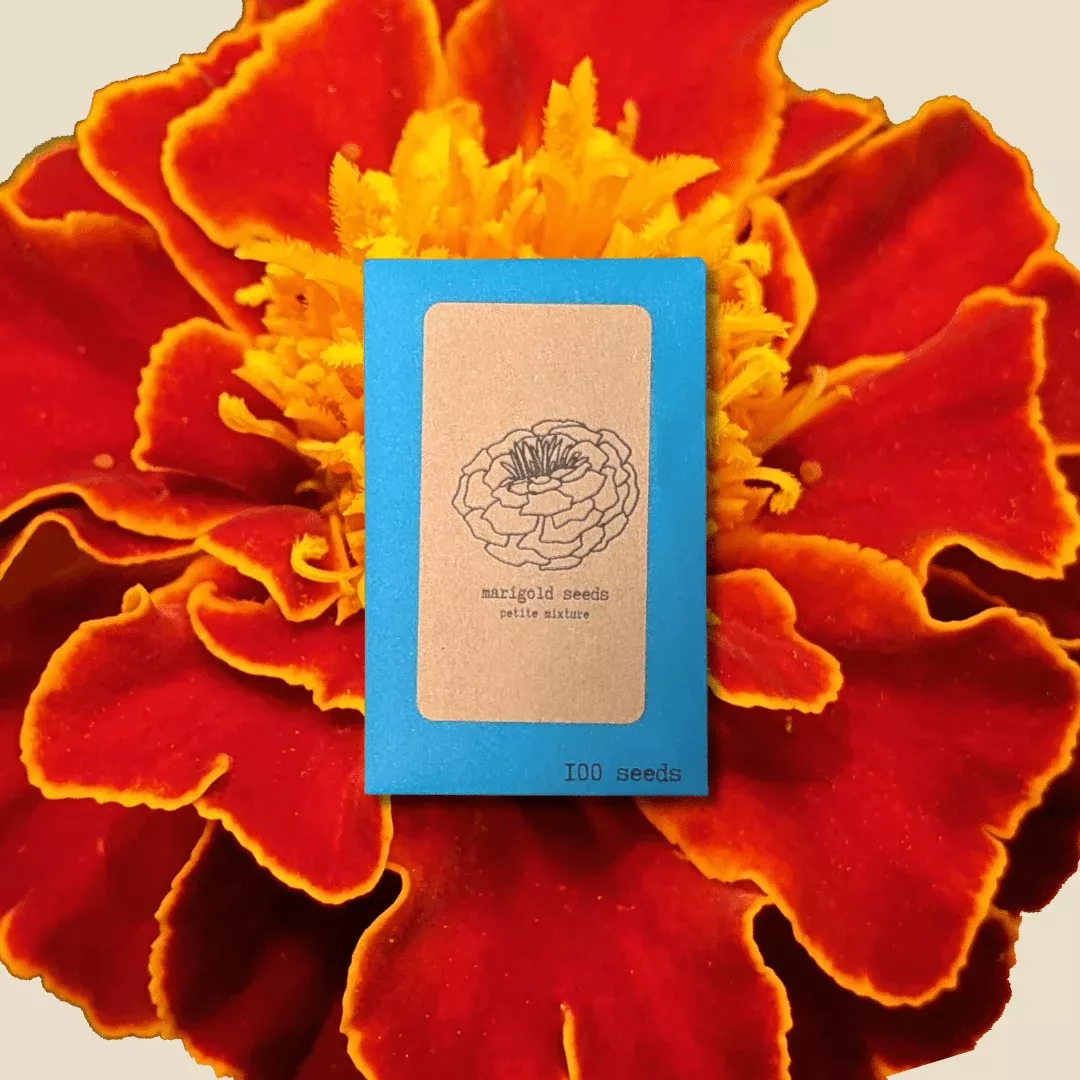 petite-marigold-seeds Petite Marigold Seeds