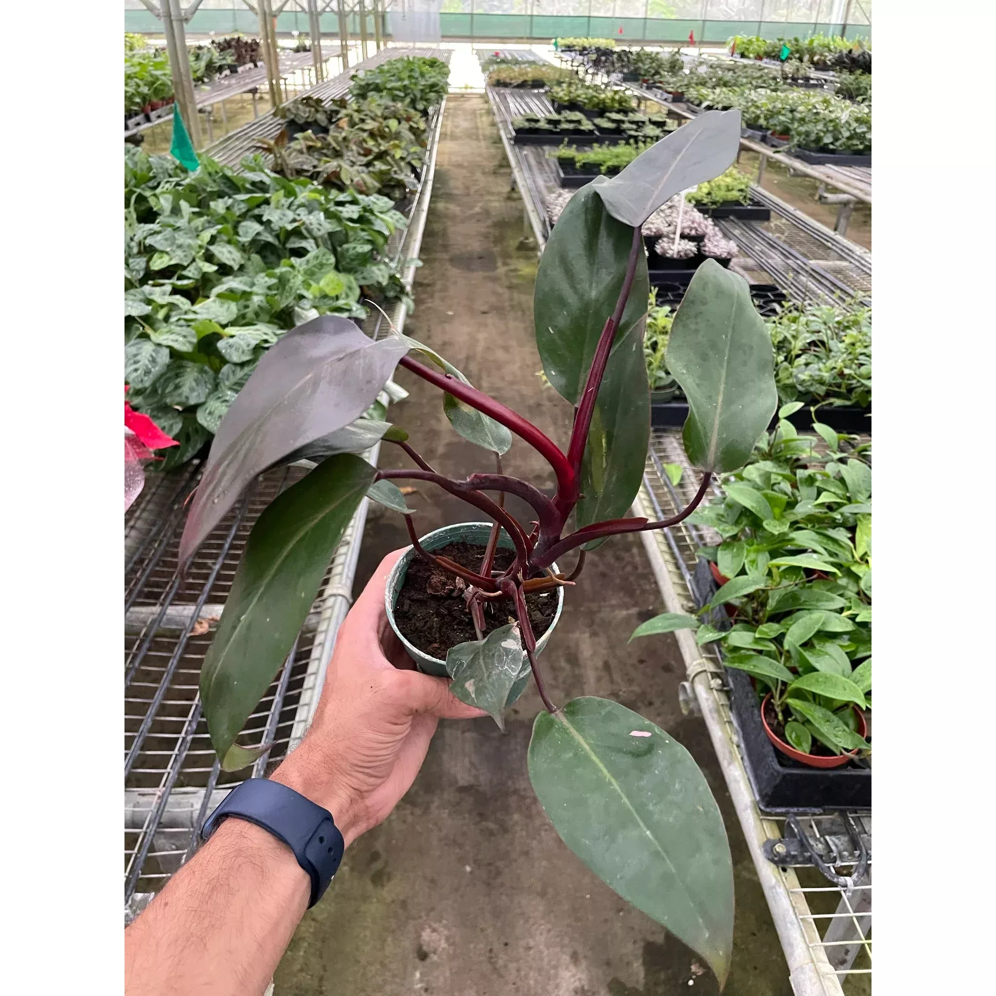 philodendron-burgundy-princess-reverted-pink-princess-b-grade Philodendron 'Burgundy Princess' (Reverted Pink Princess) - B-Grade