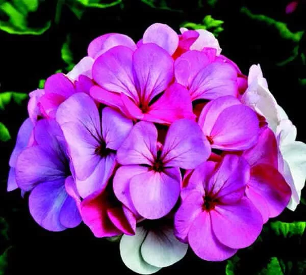 pinto-premium-white-to-rose-geranium-seeds Pinto Premium White to Rose Geranium Seeds