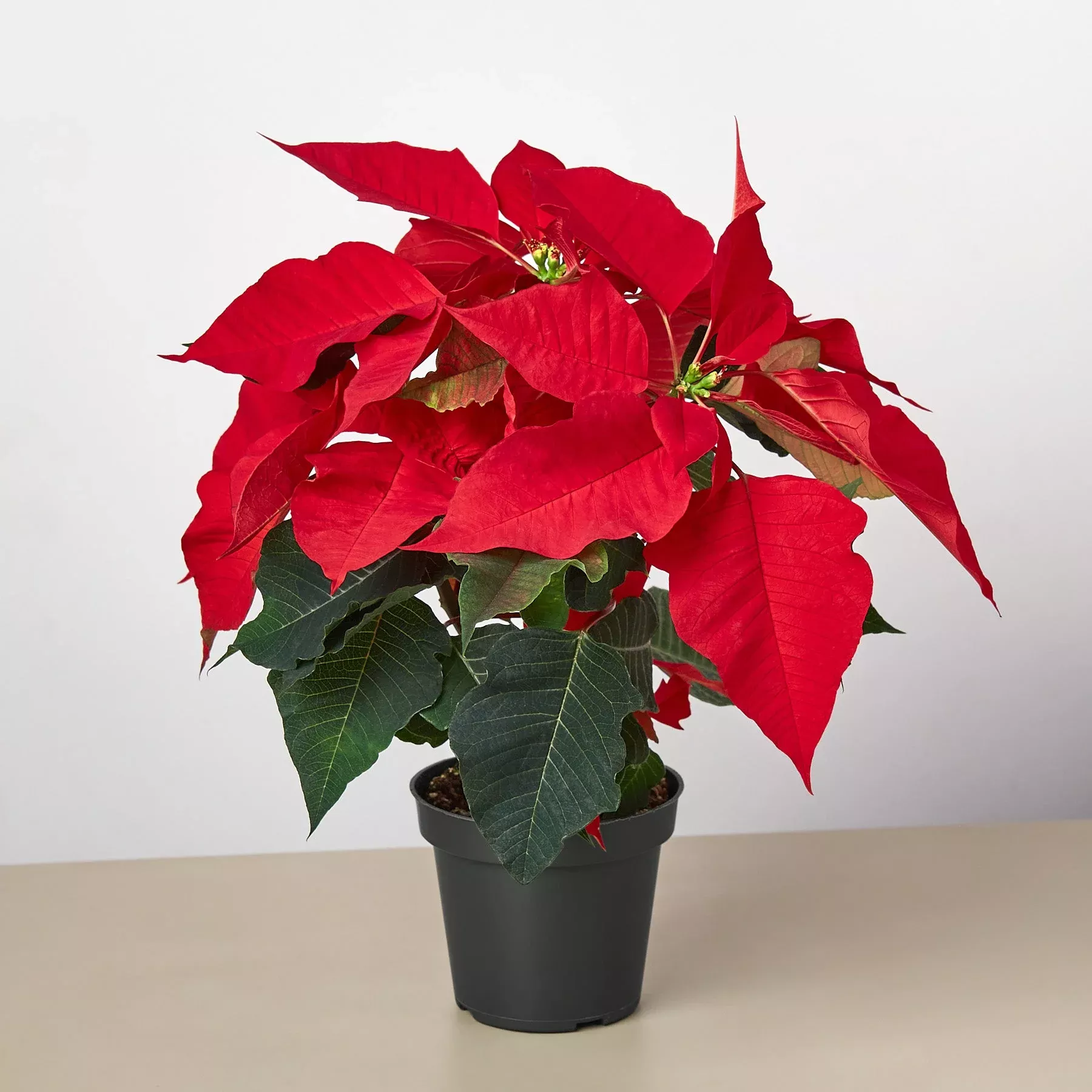 poinsettia-red Poinsettia 'Red'