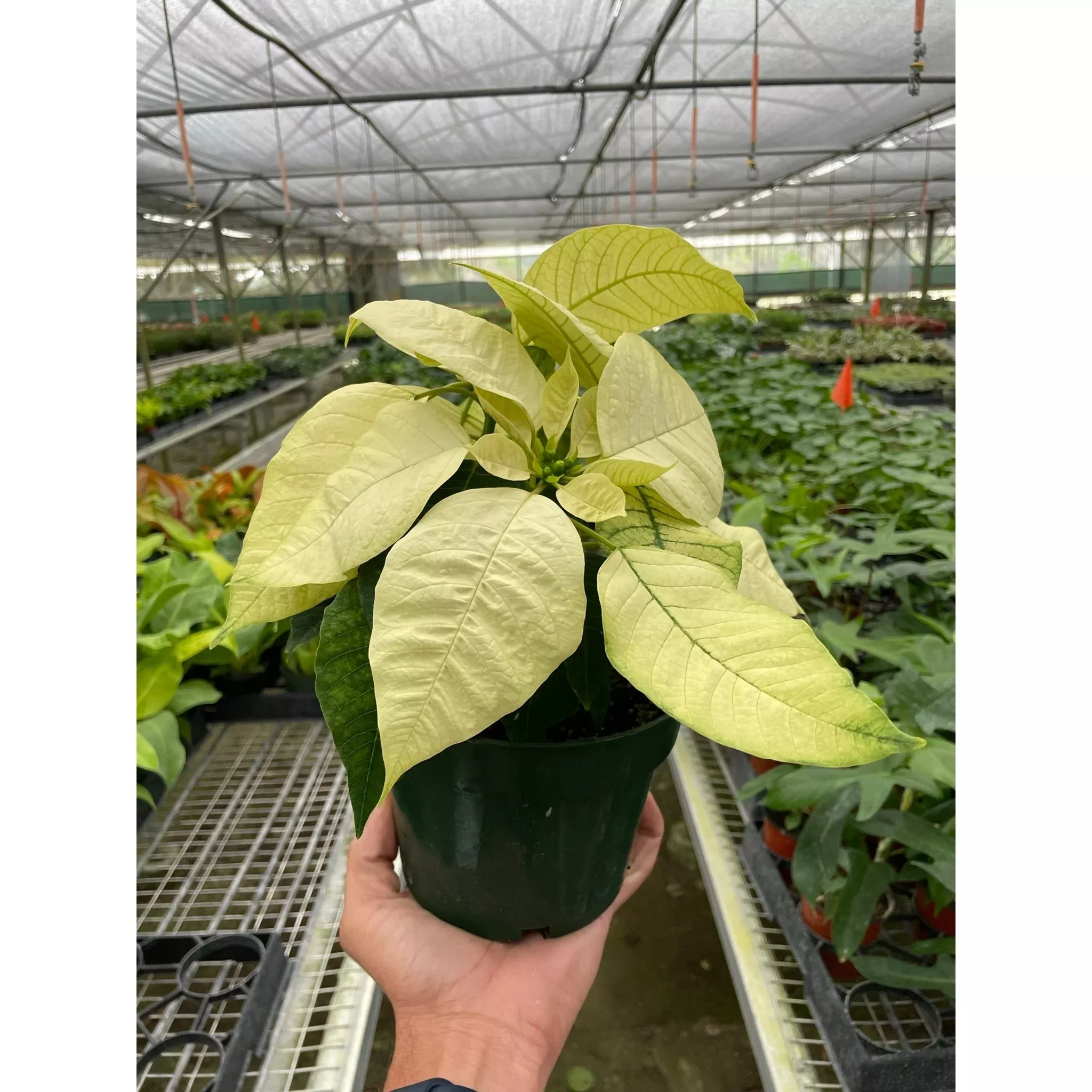 poinsettia-white Poinsettia 'White'