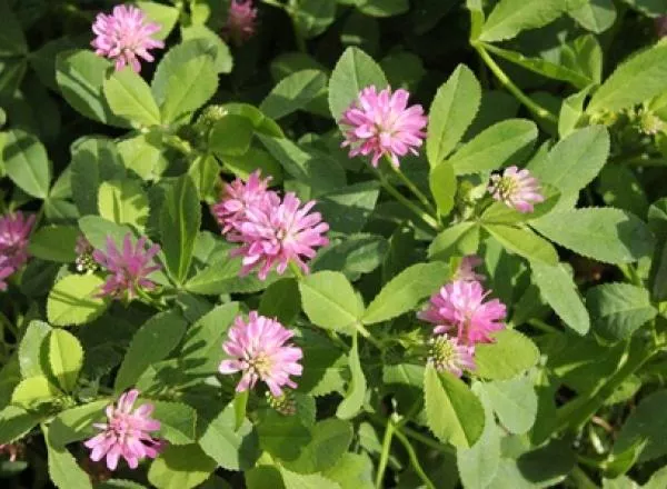 pre-order-ships-fall-2026-persian-clover-seeds (PRE-ORDER Ships Fall 2026) Persian Clover Seeds