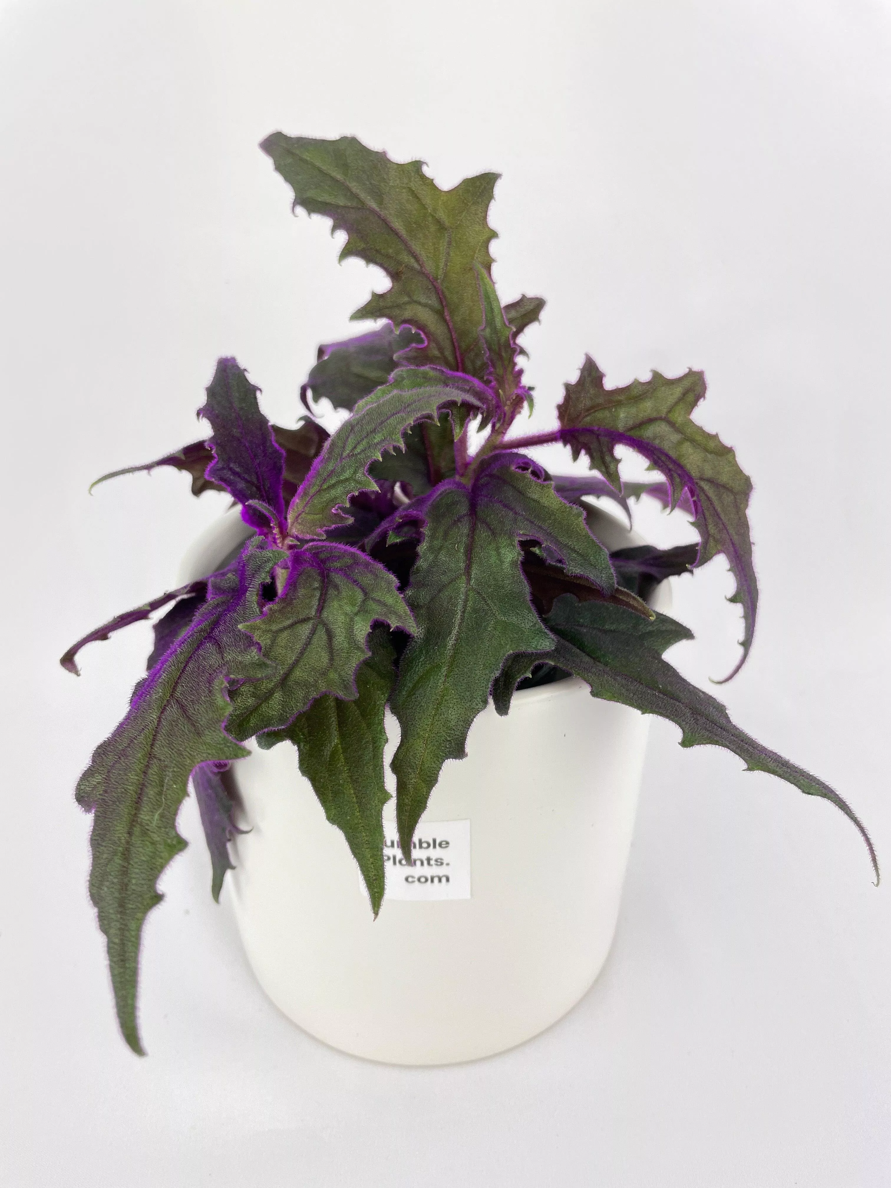 purple-passion-gynura-aurantiaca Purple Passion (Gynura Aurantiaca)
