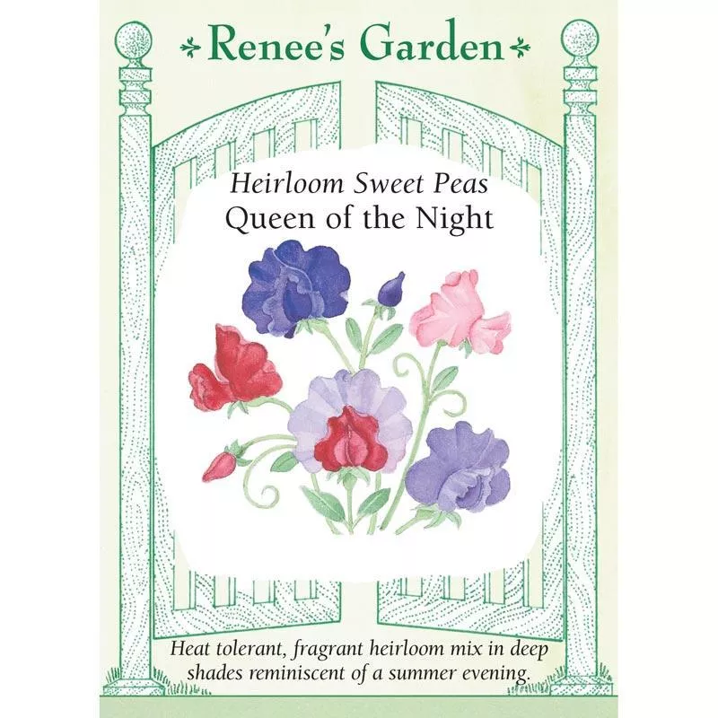 ‘Queen of the Night’ Heirloom Sweet Pea Seeds