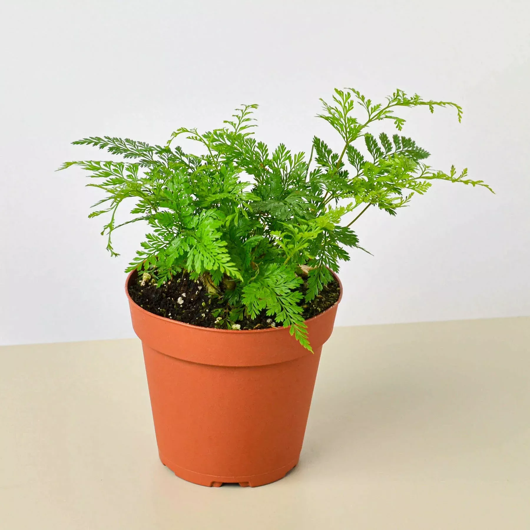 rabbit-s-foot-fern Rabbit's Foot Fern