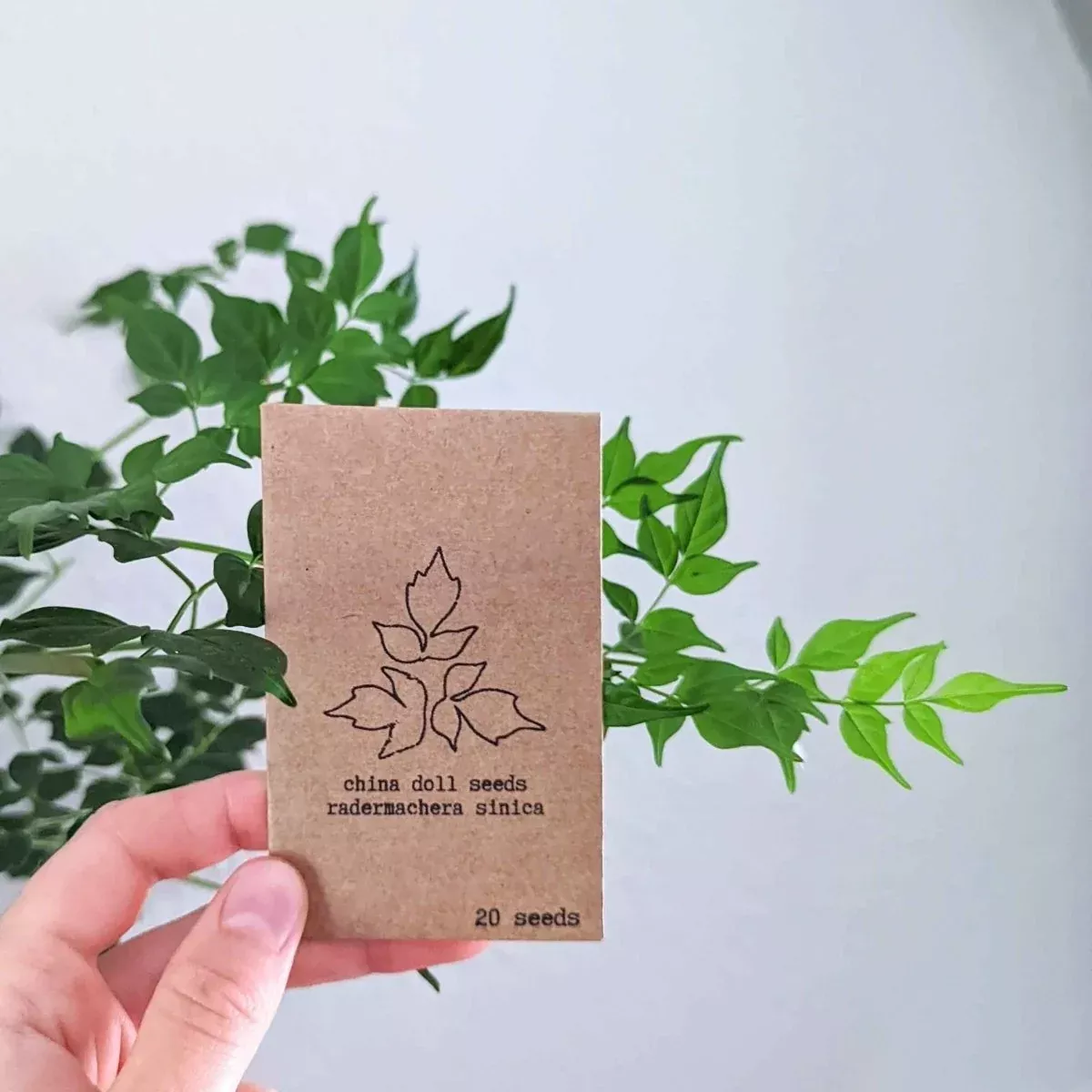 radermachera-sinica-china-doll-plant-seeds Radermachera Sinica 'China Doll' Plant Seeds