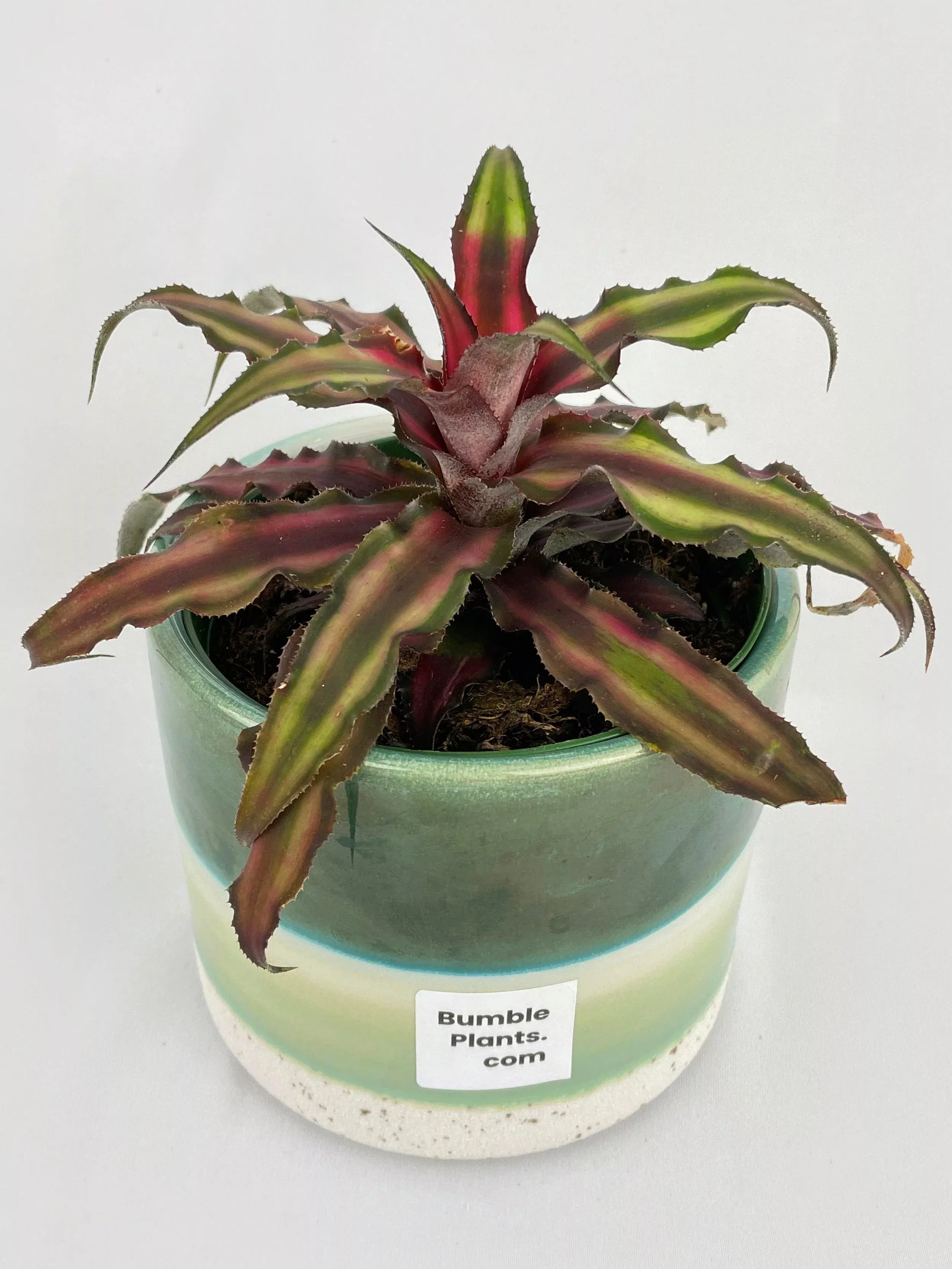 red-star-bromeliad-cryptanthus-bivittatus Red Star Bromeliad Cryptanthus Bivittatus
