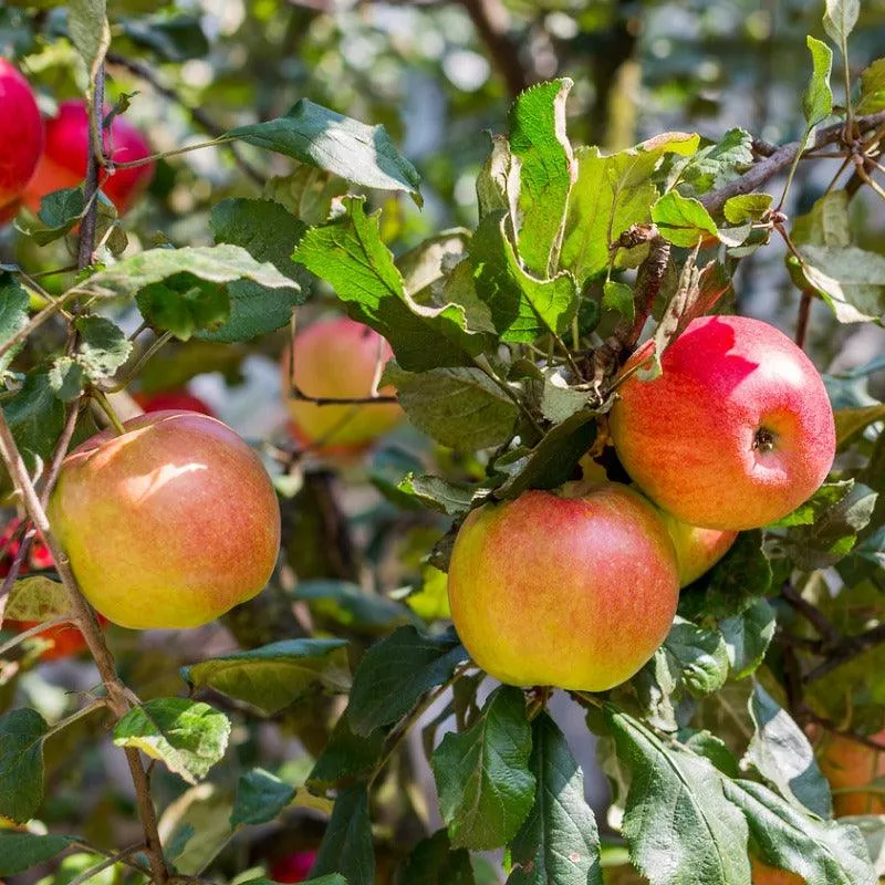 Reinette Franche Apple Tree