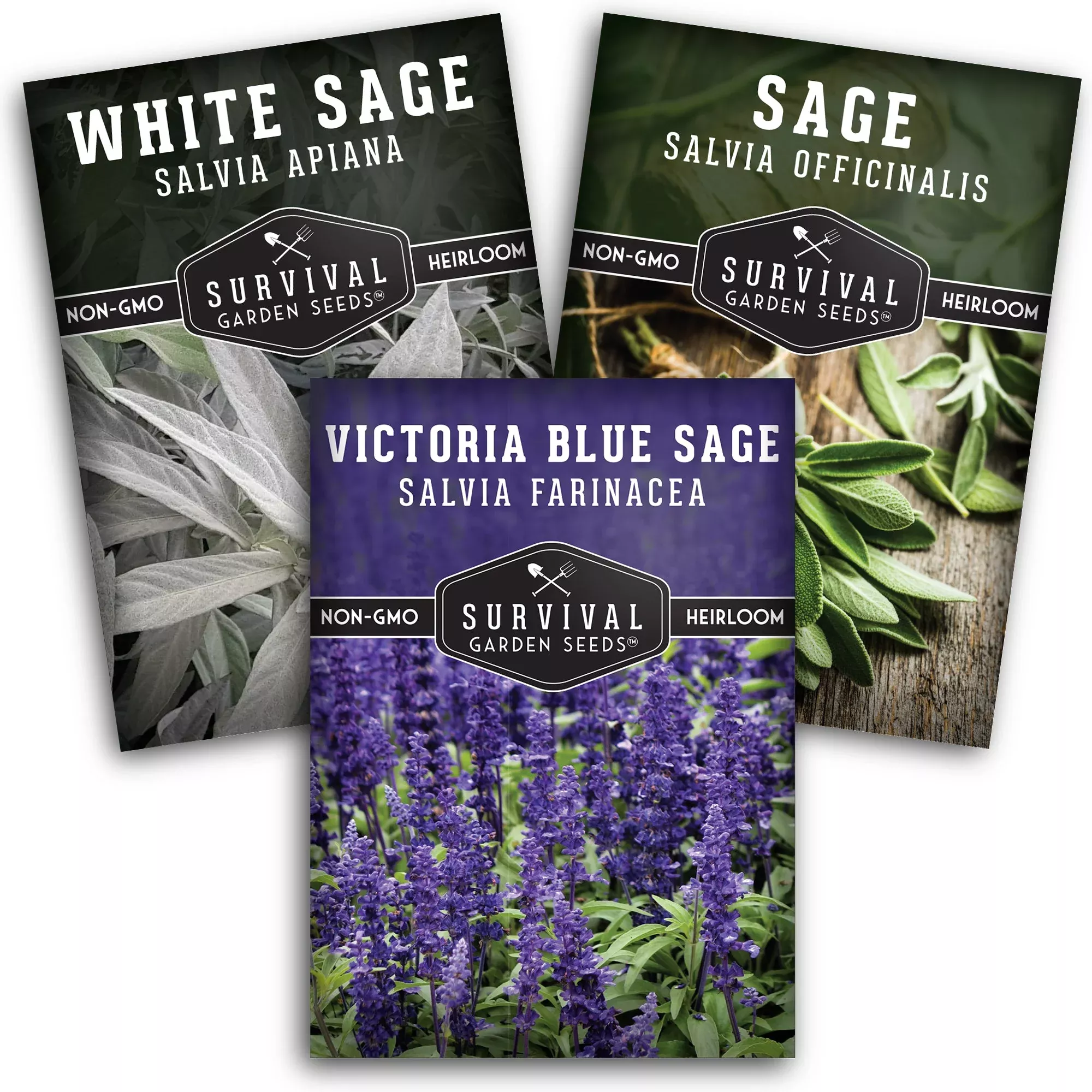 sage-seed-collection-white-sage-culinary-sage-victoria-blue-aromatic-gardens-pol Sage Seed Collection – White Sage, Culinary Sage & Victoria Blue for Aromatic Gardens and Pollinator Support