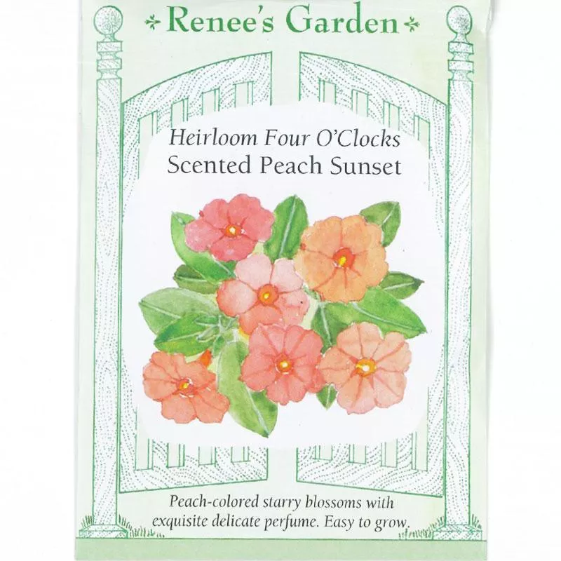 ‘Scented Peach Sunset’ Heirloom Four O'Clock Seeds