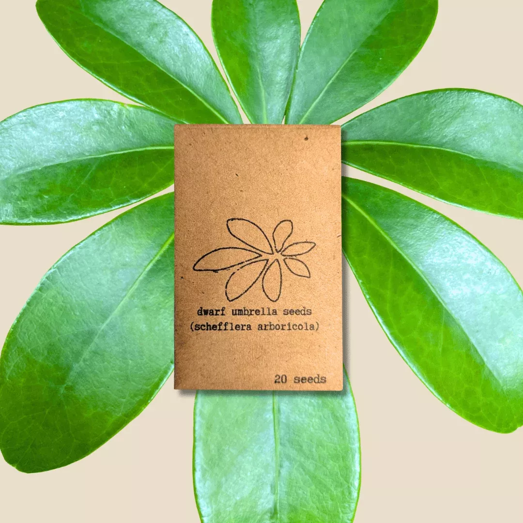 schefflera-arboricola-dwarf-umbrella-plant-seeds Schefflera Arboricola 'Dwarf Umbrella Plant' Seeds