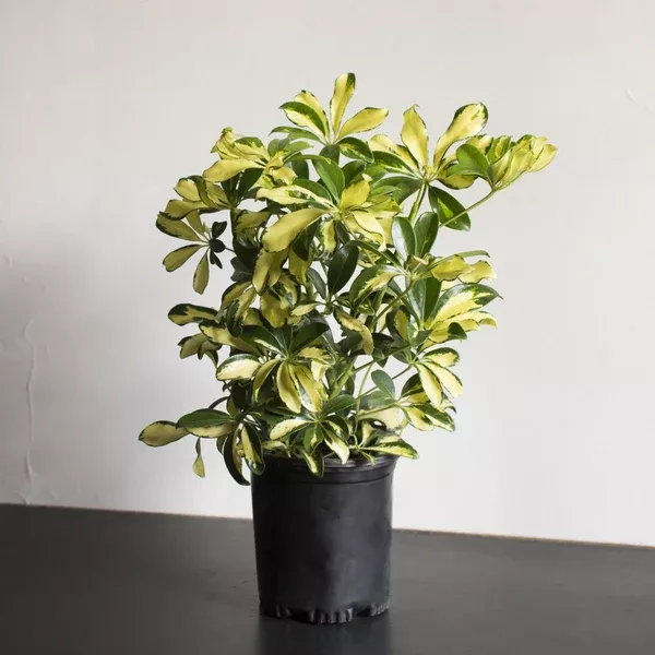 schefflera-arboricola-trinette-plant Schefflera Arboricola Trinette Plant