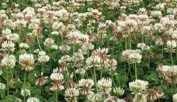 seminole-ladino-clover-seed-coated-inoculated Seminole Ladino Clover Seed Coated and Inoculated