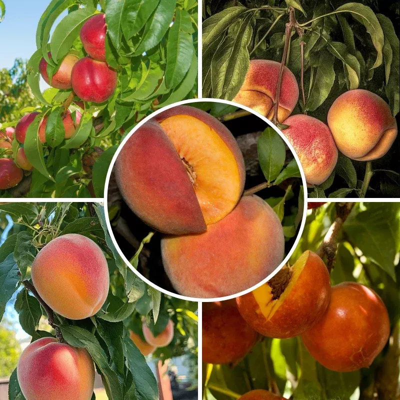 showy-flowers-peach-nectarine-3-on-1-multi-grafted-fruit-tree Showy Flowers Peach/Nectarine, 3 on 1 Multi Grafted Fruit Tree