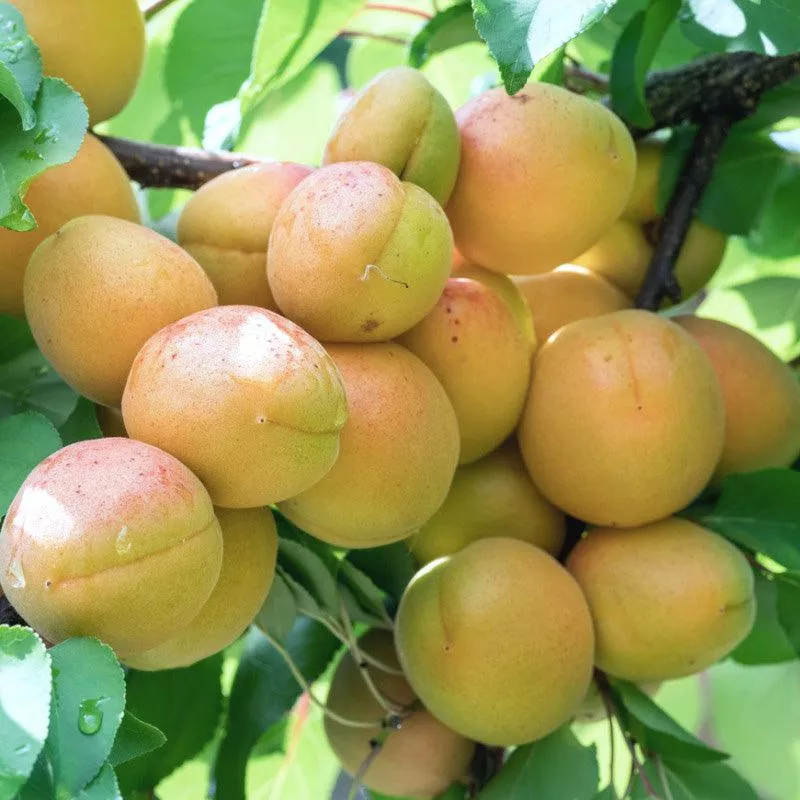 sicilian-nectarine-tree Sicilian Nectarine Tree