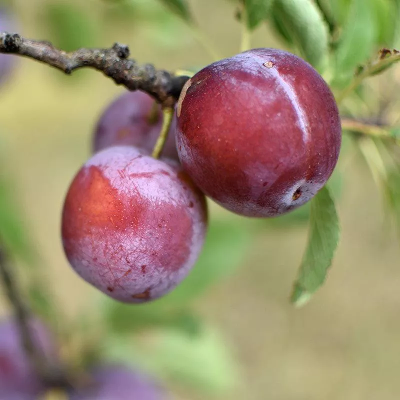 Sidonie Plum Tree