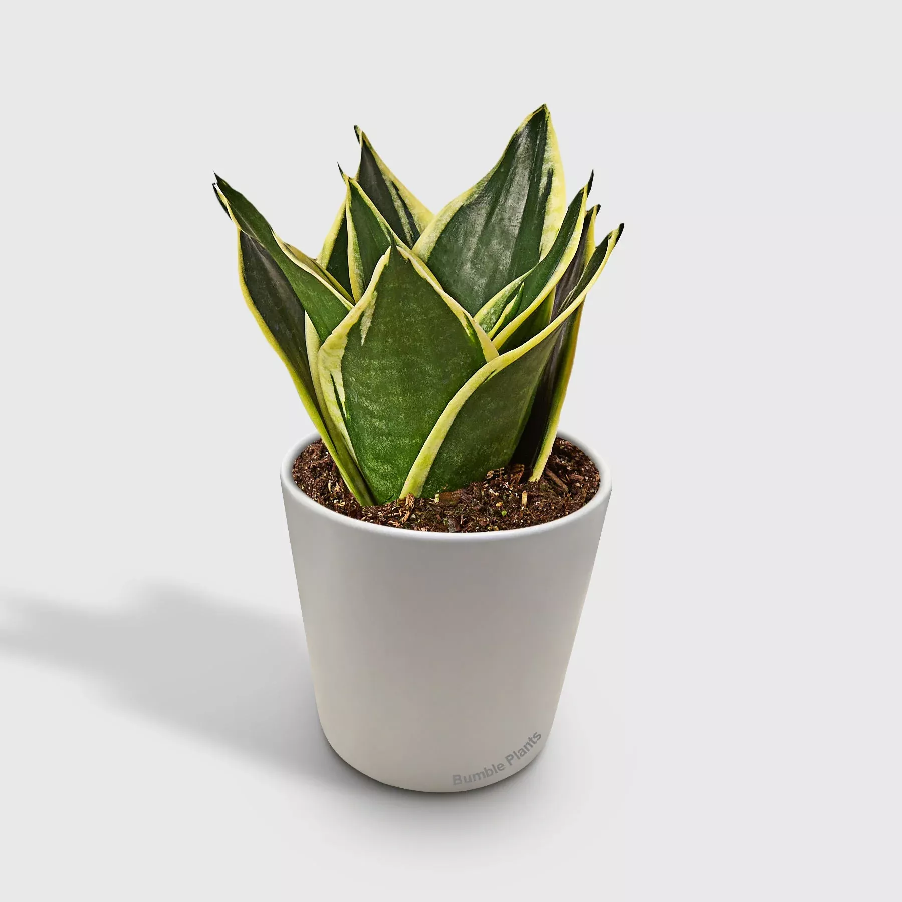 snake-plant-black-gold Snake Plant 'Black Gold'