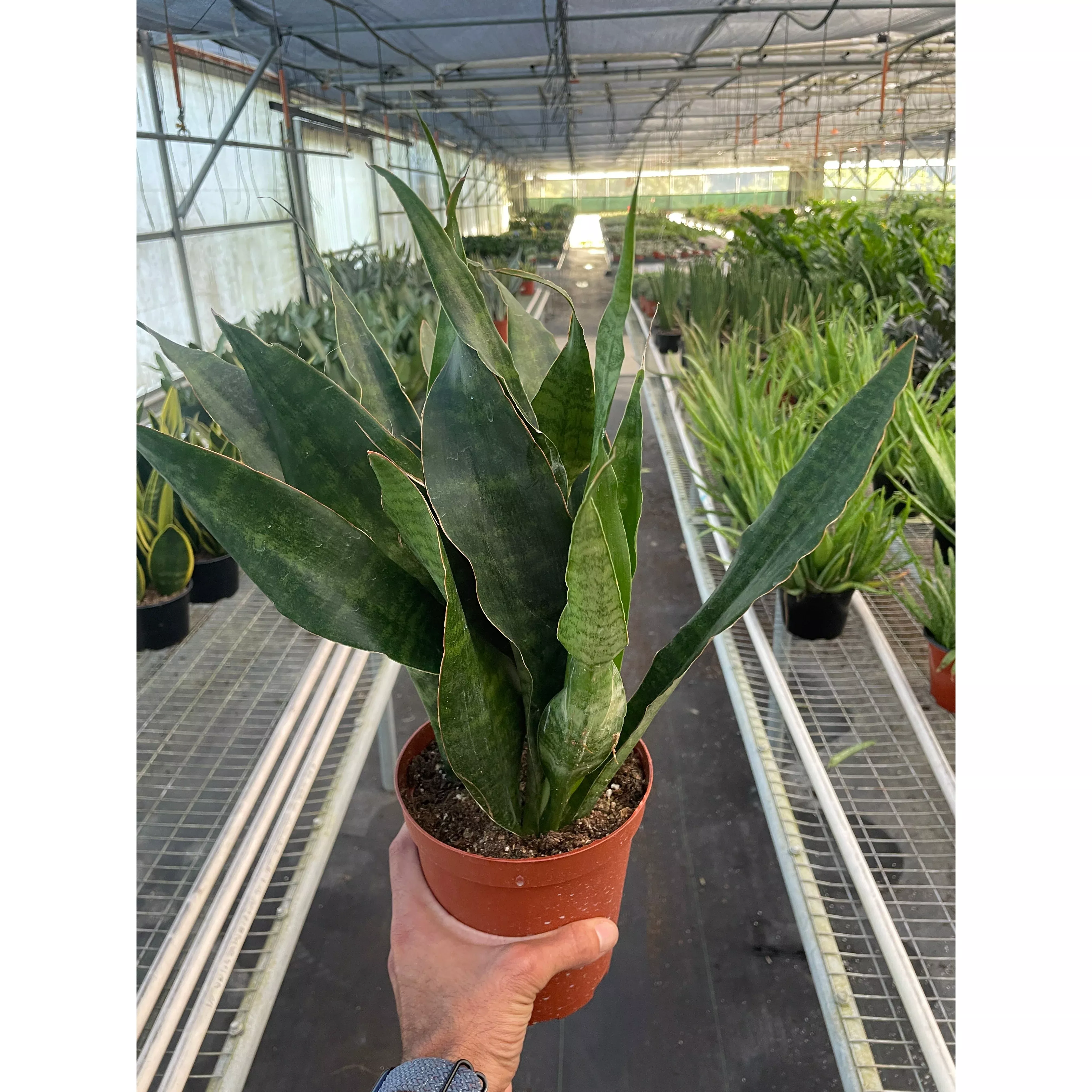 snake-plant-jaboa Snake Plant 'Jaboa'