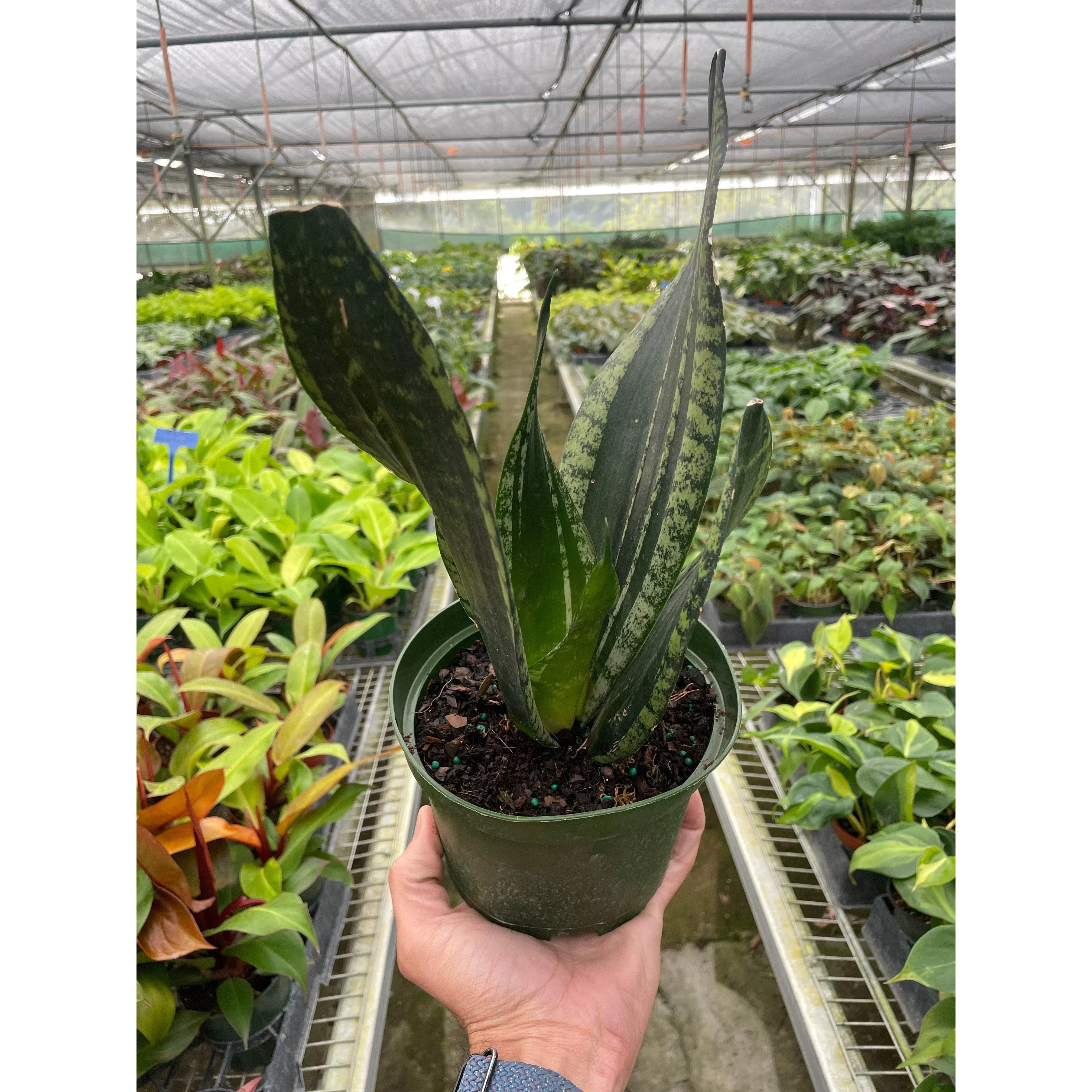 snake-plant-whitney Snake Plant 'Whitney'
