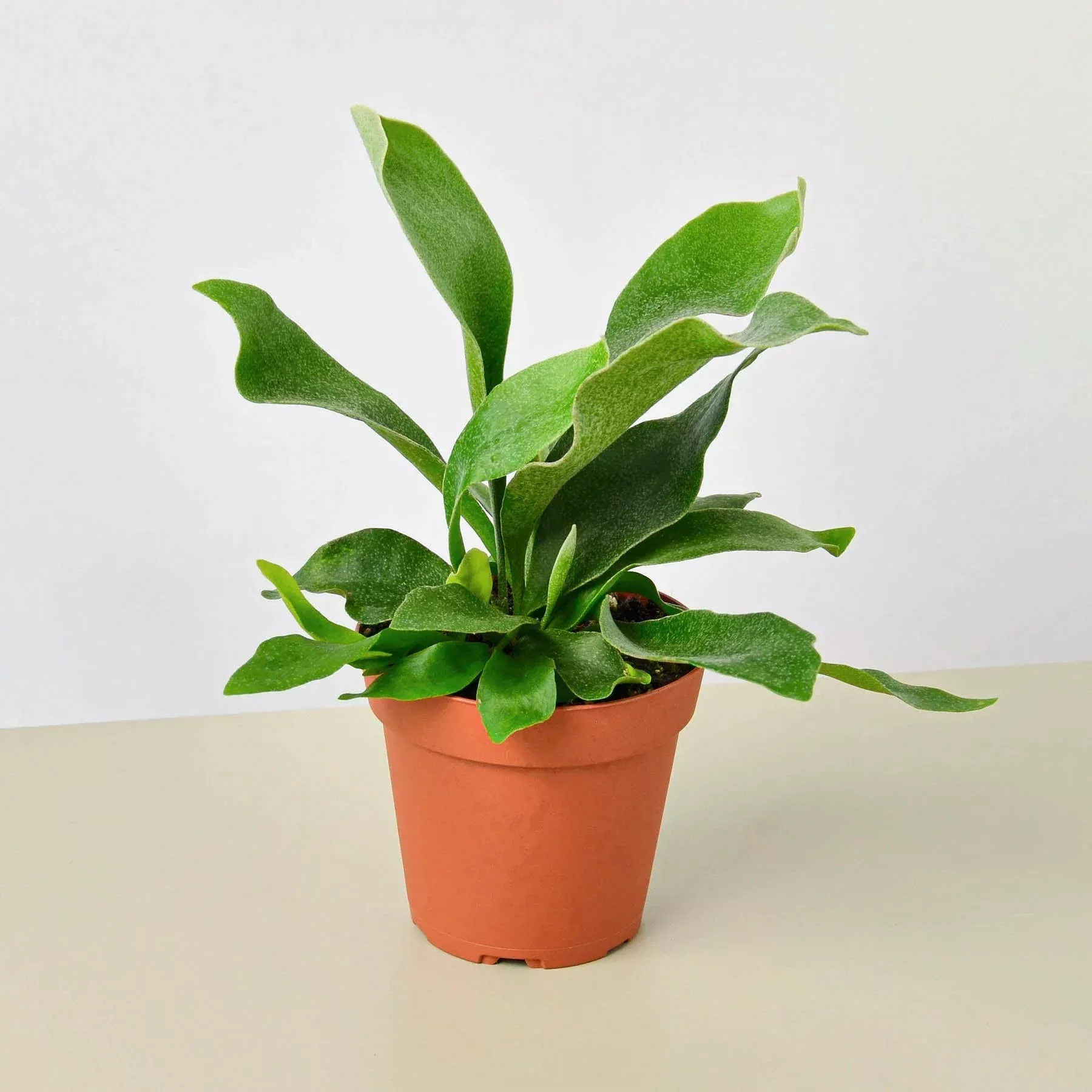 staghorn-fern Staghorn Fern