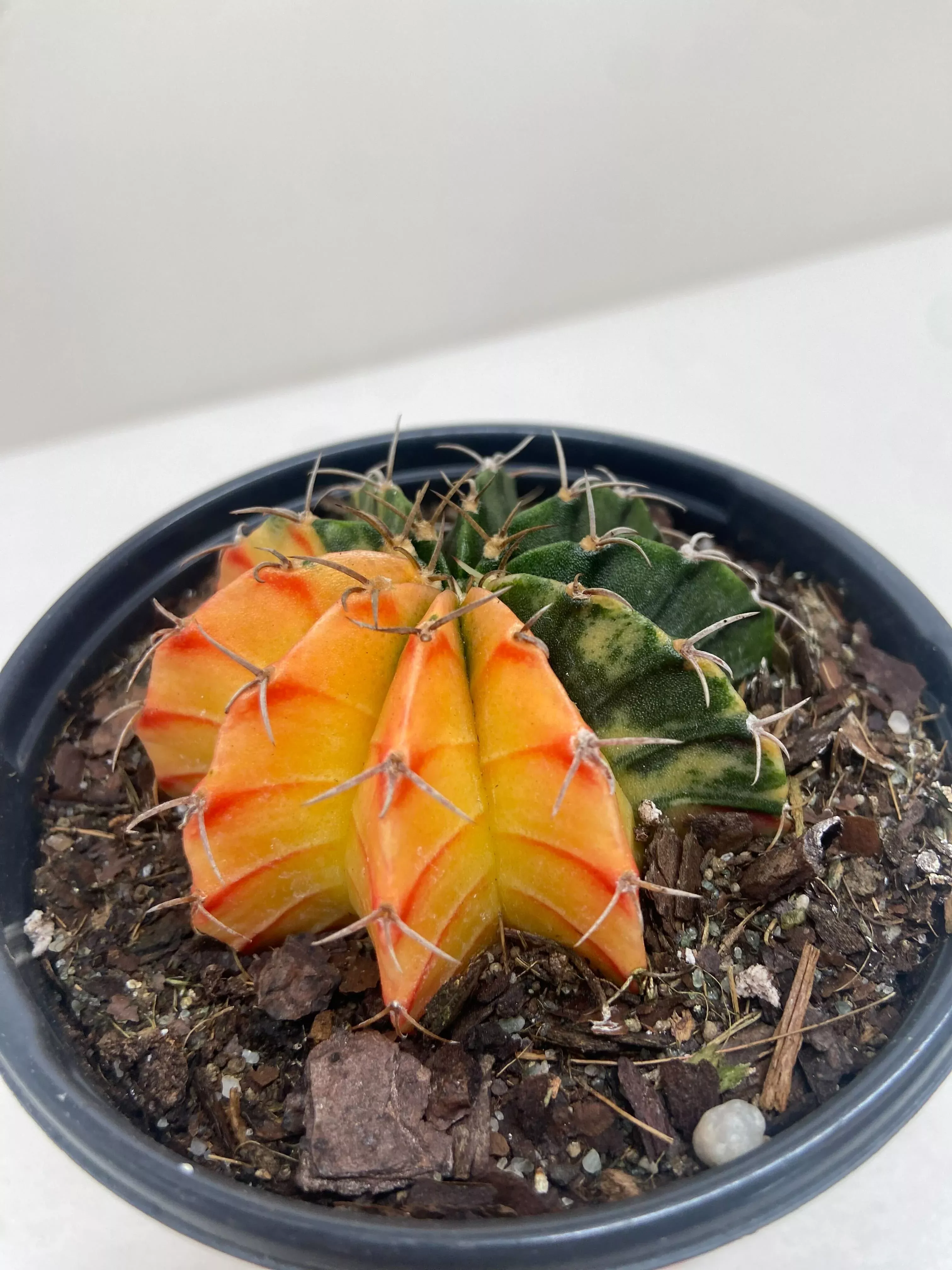 succulent-cactus-color-ball Succulent Cactus Color Ball