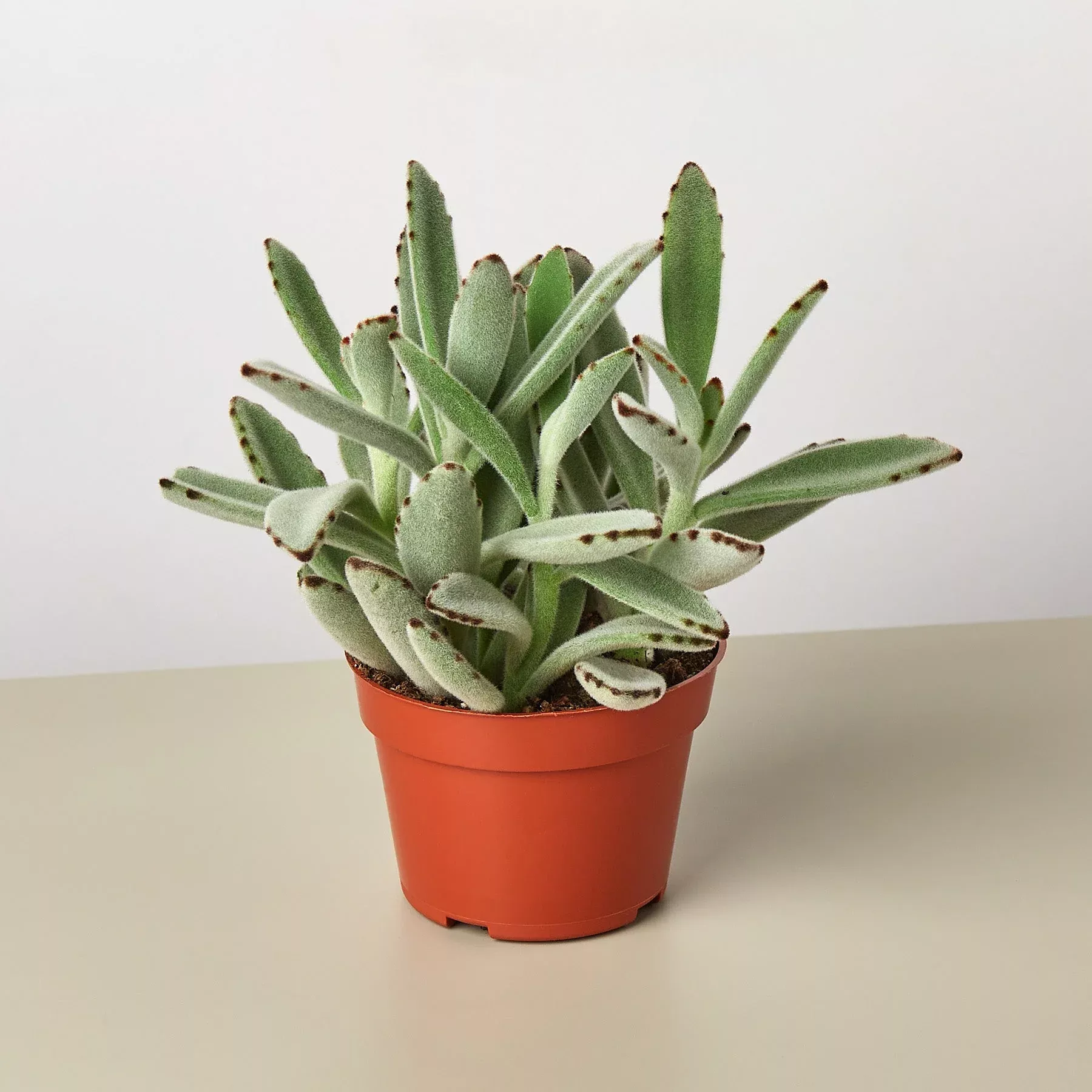 succulent-kalanchoe-panda-plant Succulent Kalanchoe 'Panda Plant'