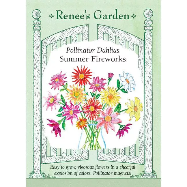 ‘Summer Fireworks’ Pollinator Dahlia Seeds
