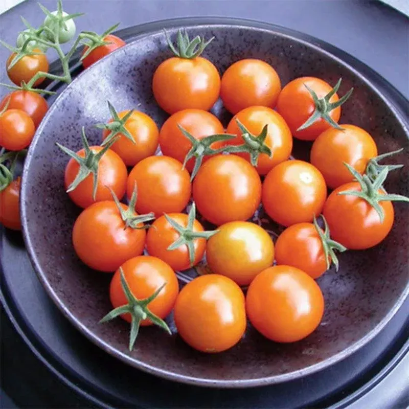sungold-cherry-tomato-seeds Sungold Cherry Tomato Seeds