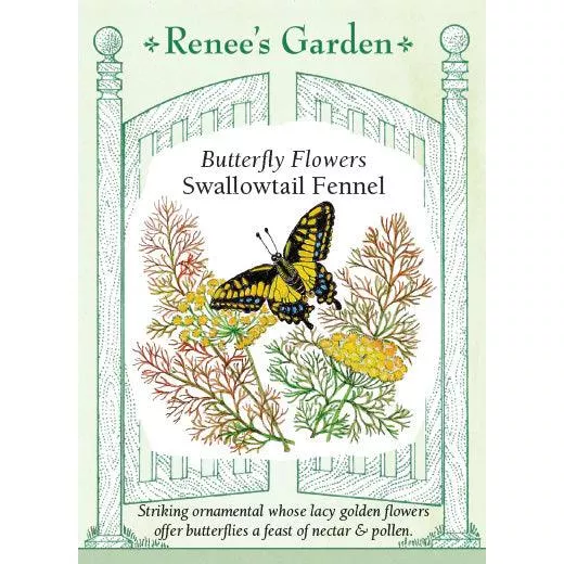 ‘Swallowtail Fennel’ Butterfly Flower Seeds