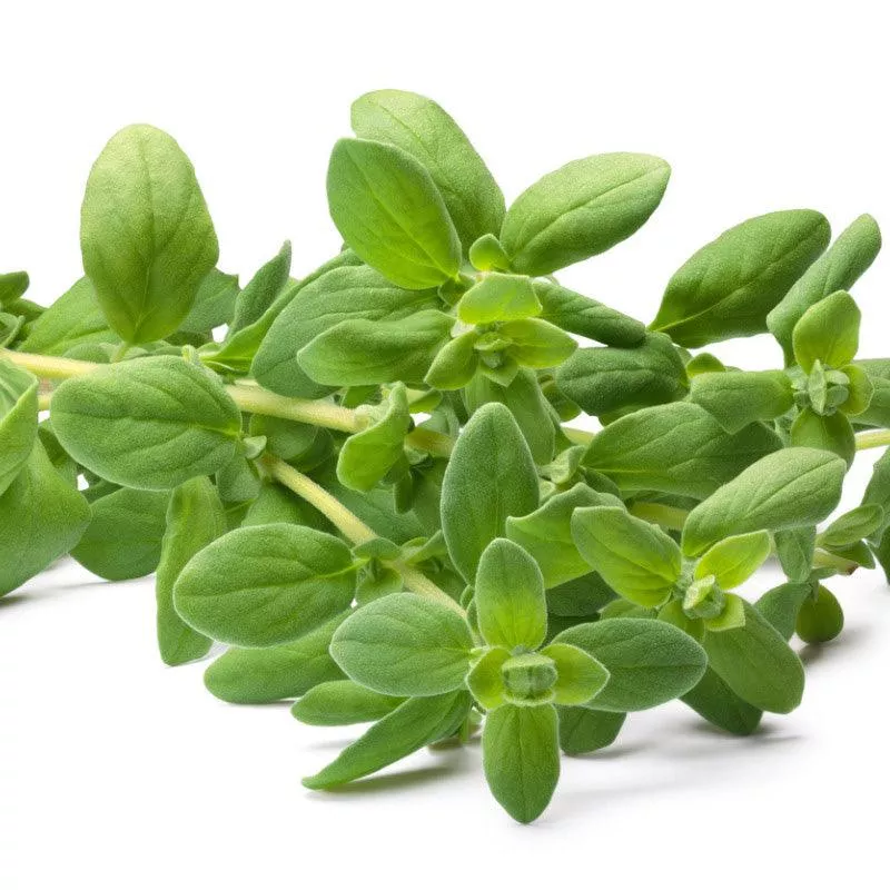 sweet-marjoram-seeds-organic Sweet Marjoram Seeds (Organic)
