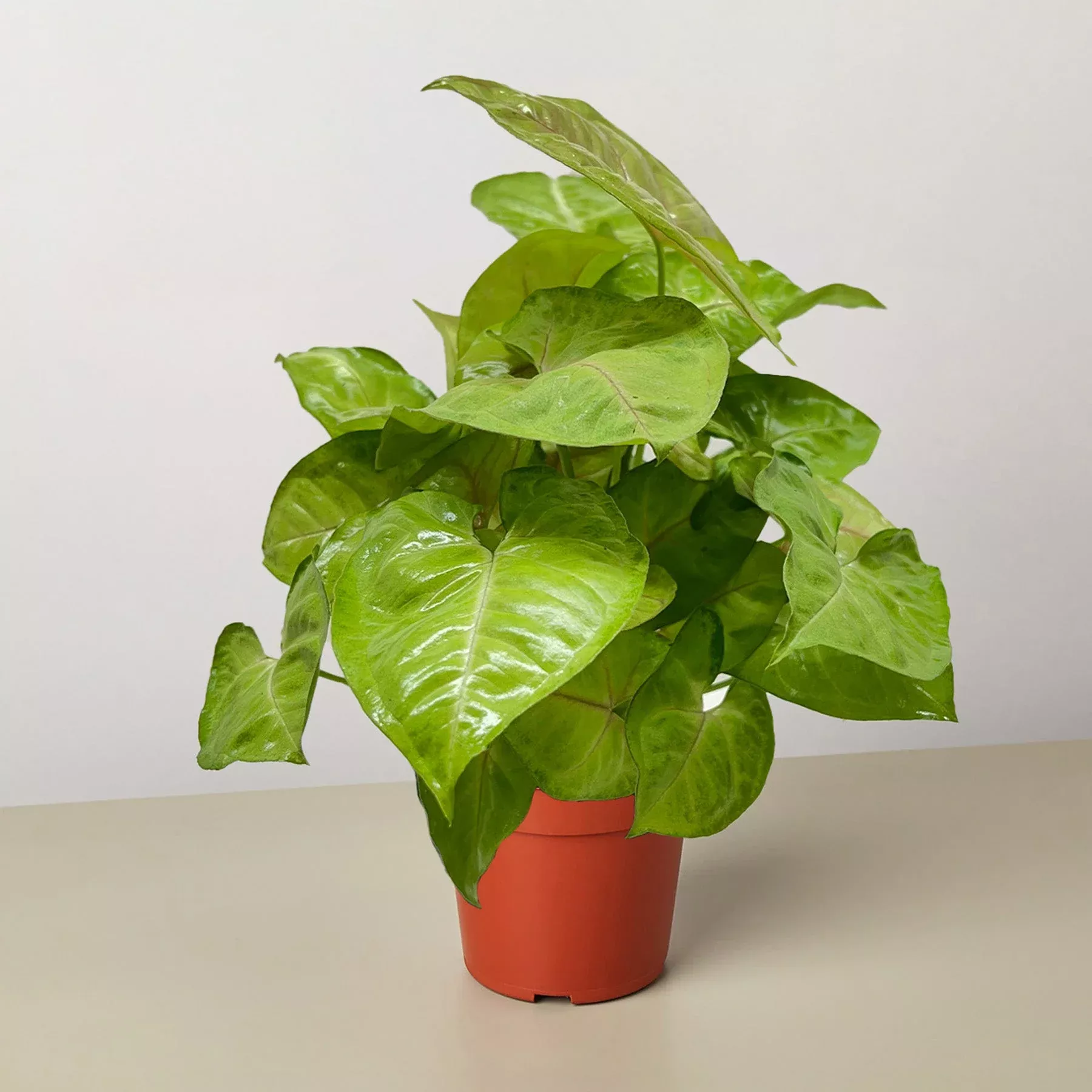 syngonium-cream-allusion Syngonium Cream Allusion