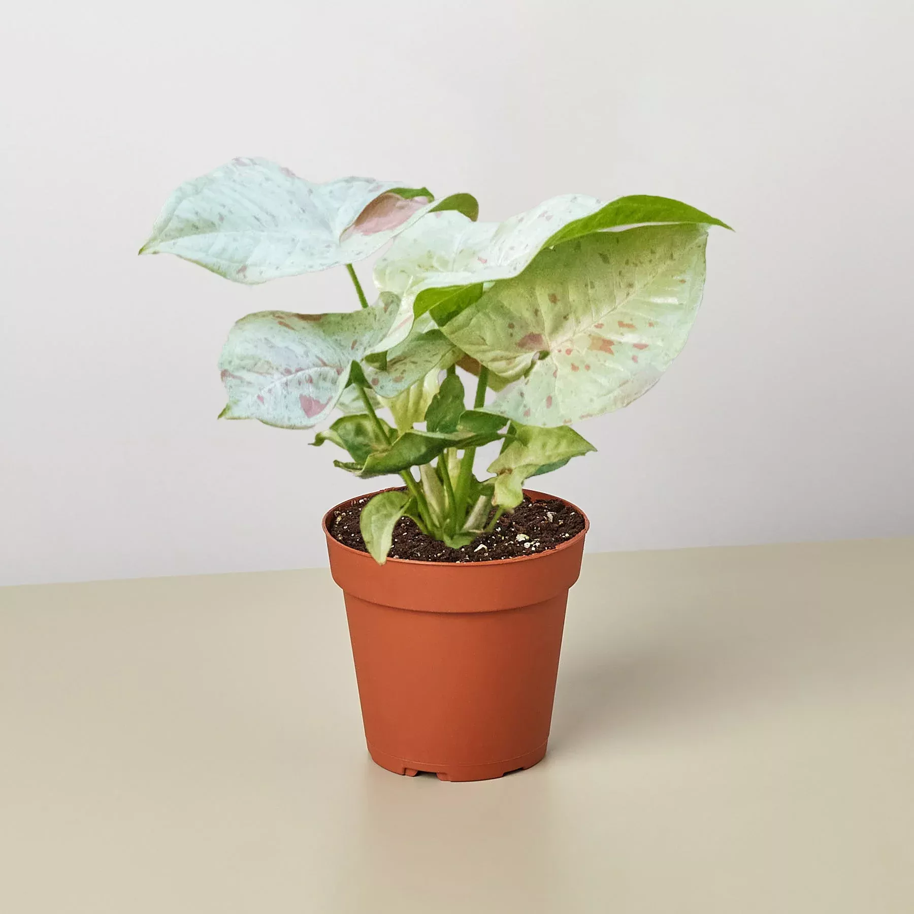 syngonium-milk-confetti Syngonium 'Milk Confetti'