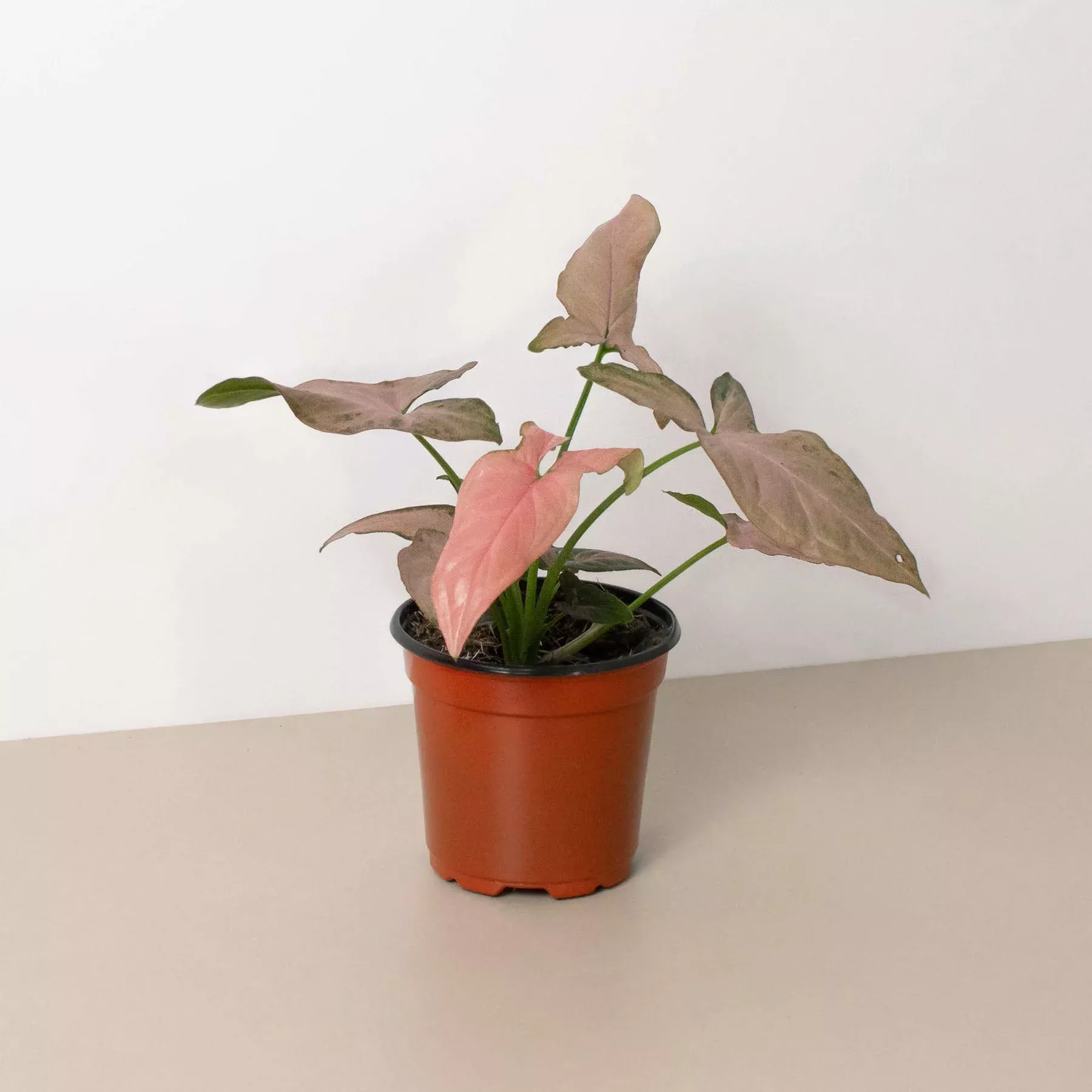 syngonium-pink-splash-4-pot Syngonium 'Pink Splash' - 4" Pot