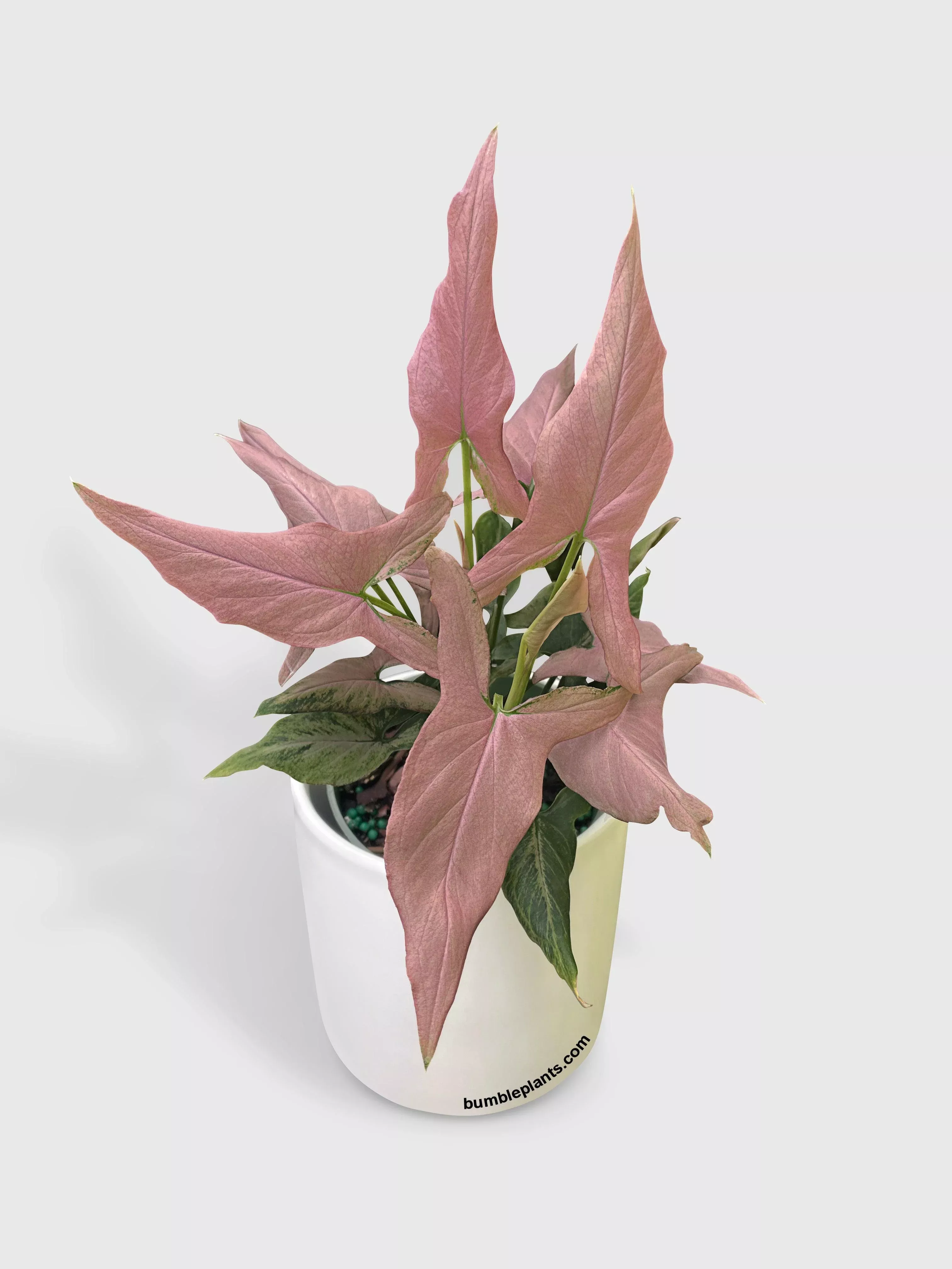 Syngonium Podophyllum Arrowhead 'Mickey'