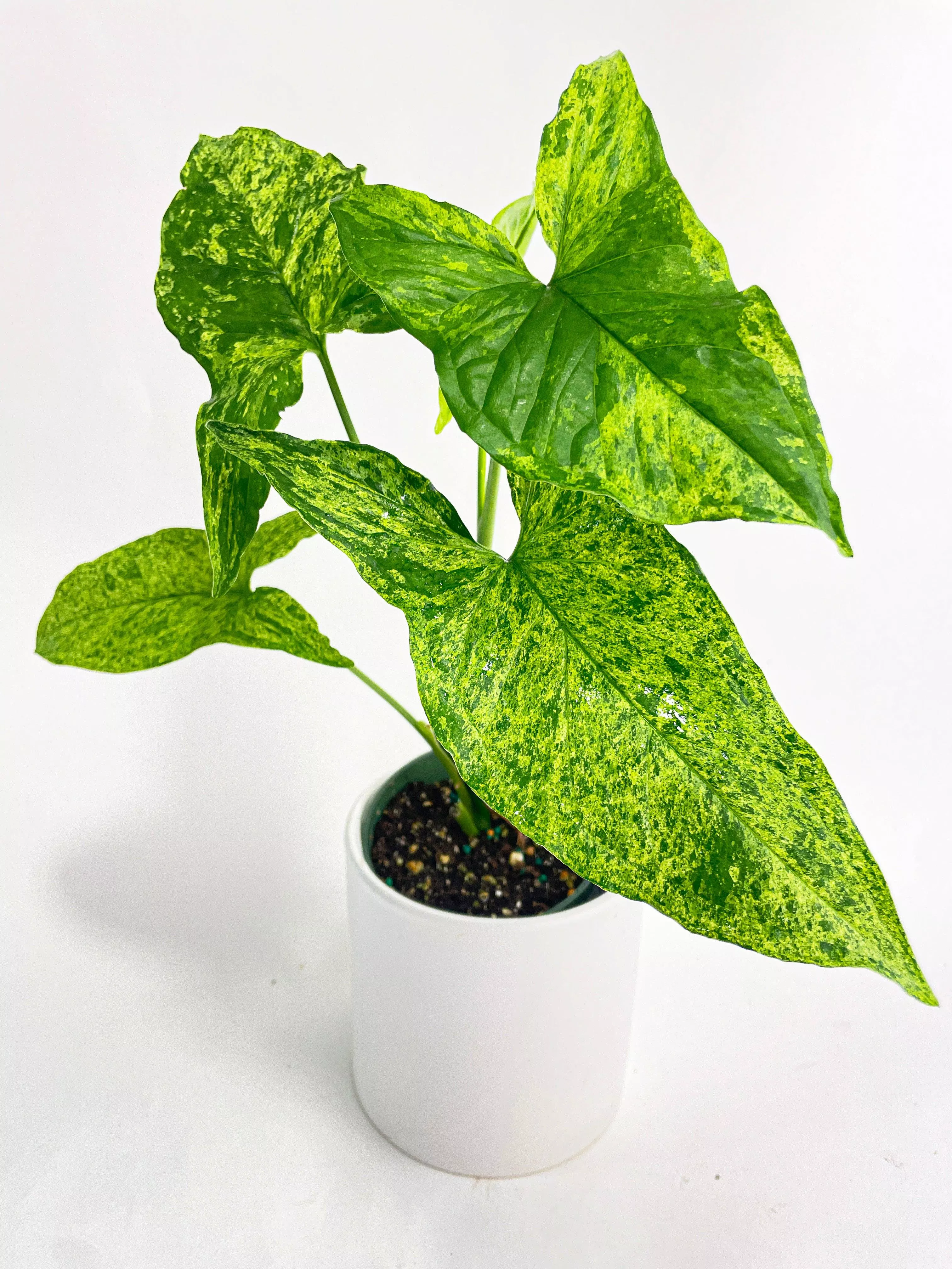 syngonium-podophyllum-mojito-hybrid Syngonium Podophyllum 'Mojito' Hybrid