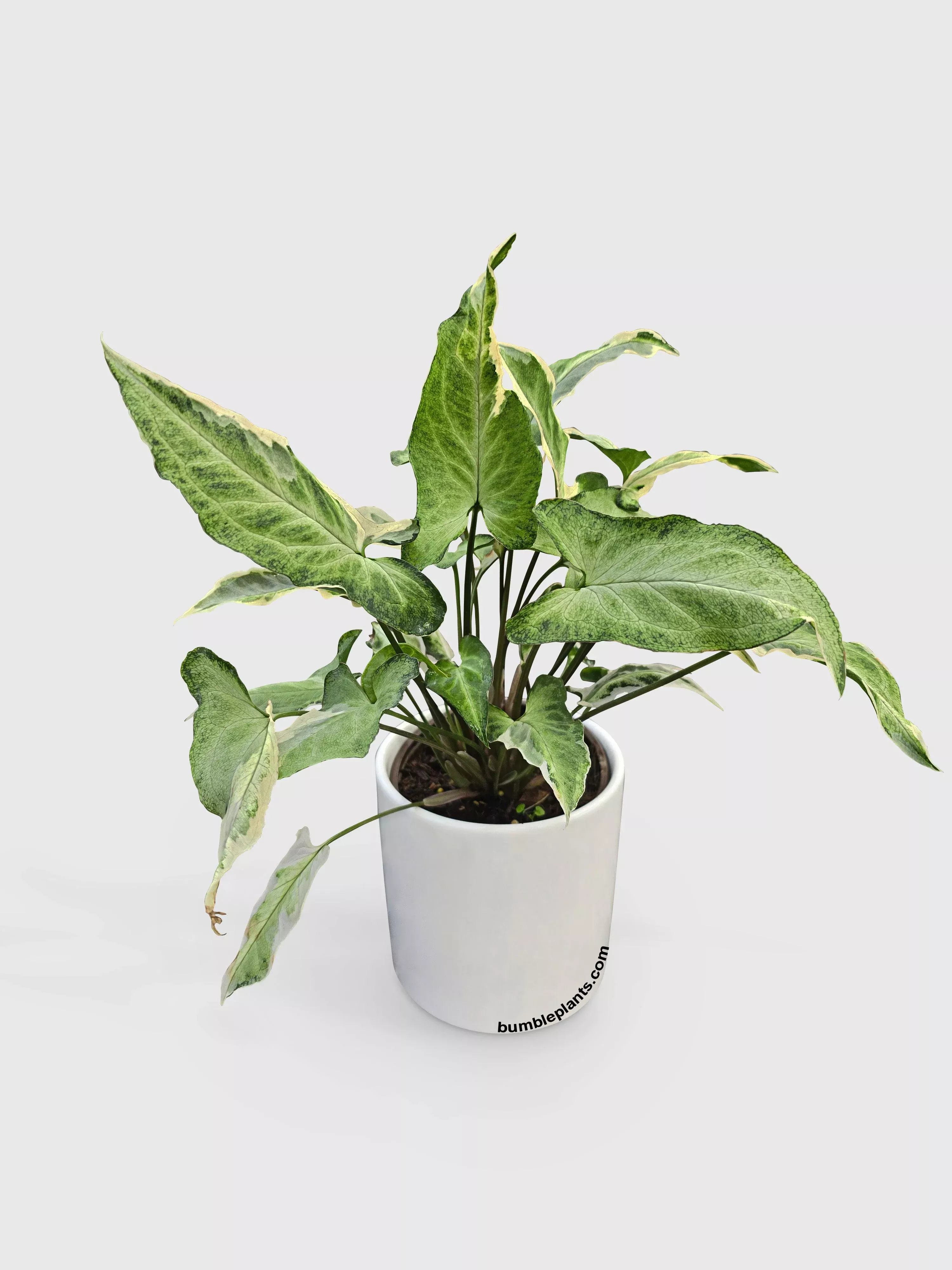 Syngonium Starlite Zebrina Variegata