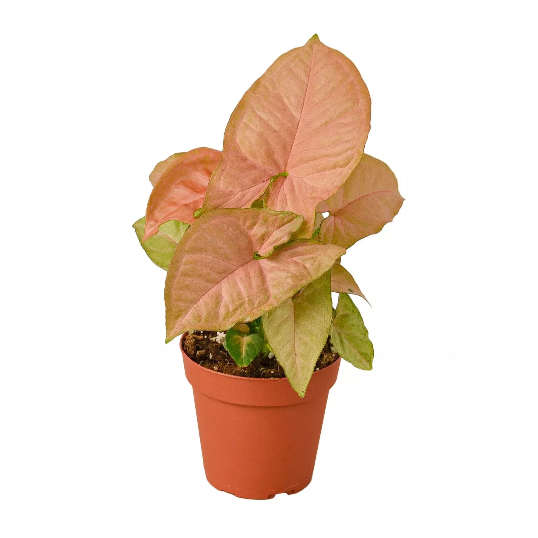 syngonium-strawberry Syngonium 'Strawberry'